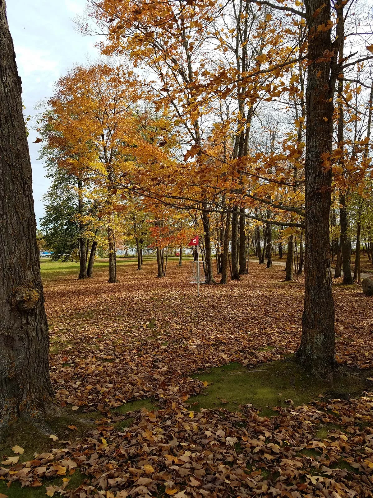Moose.Fall26.jpg
