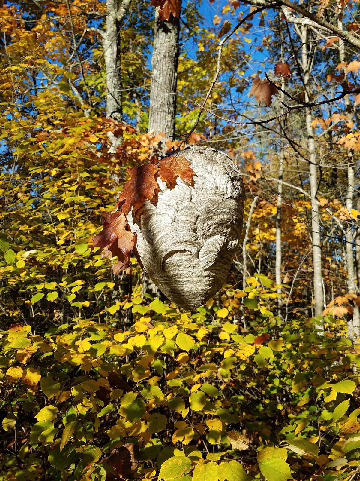 Moose.Fall21.jpg