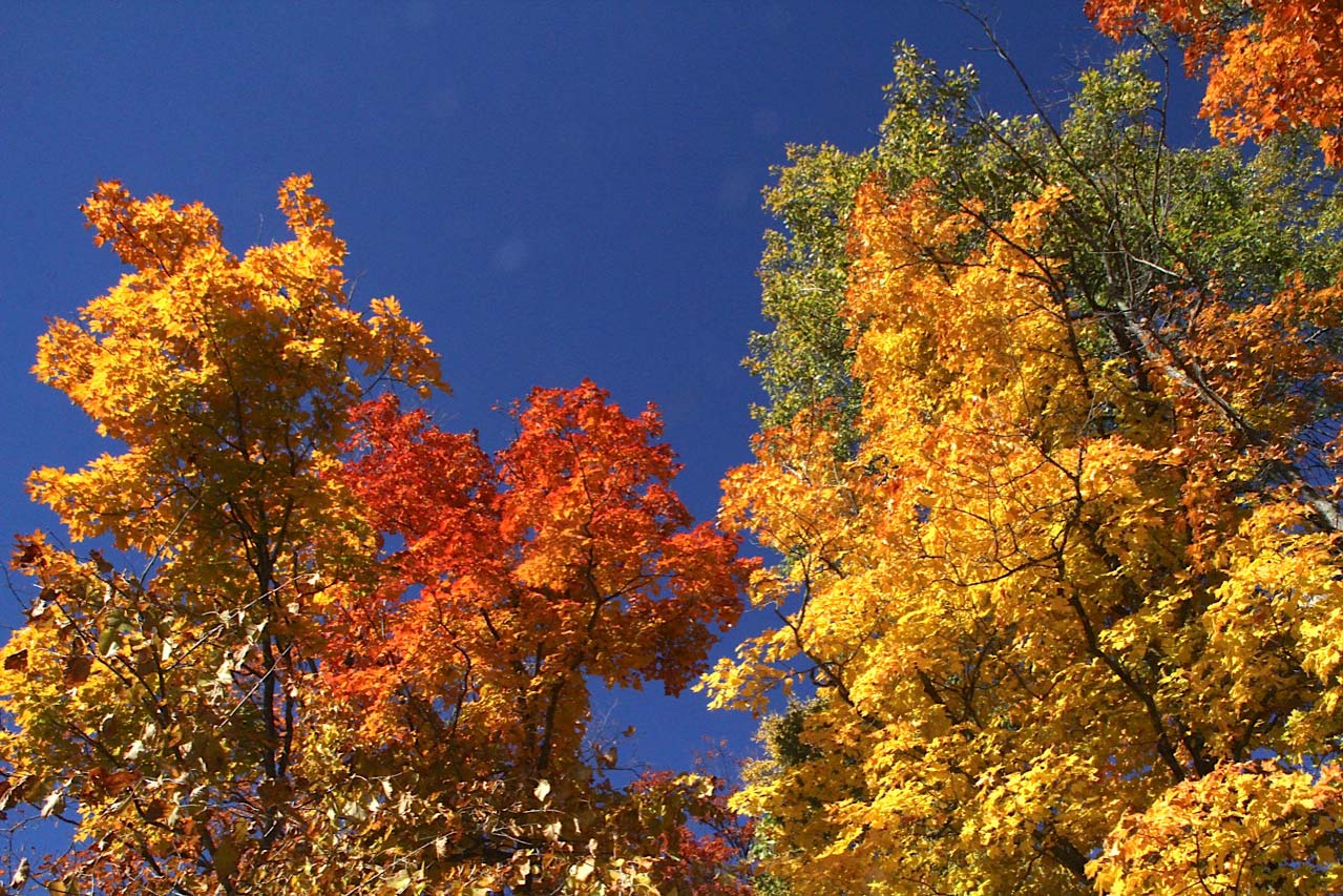 Moose.Fall11.jpg