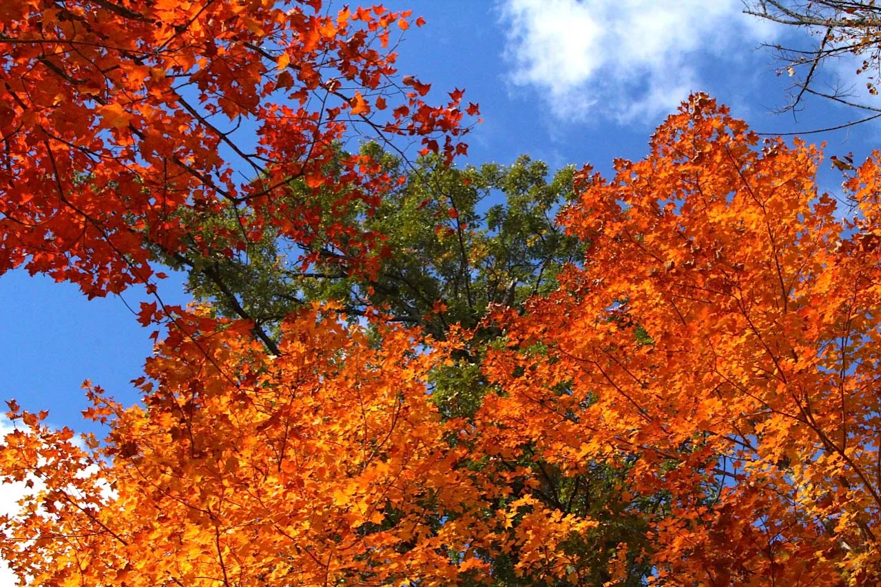 Moose.Fall7.jpg