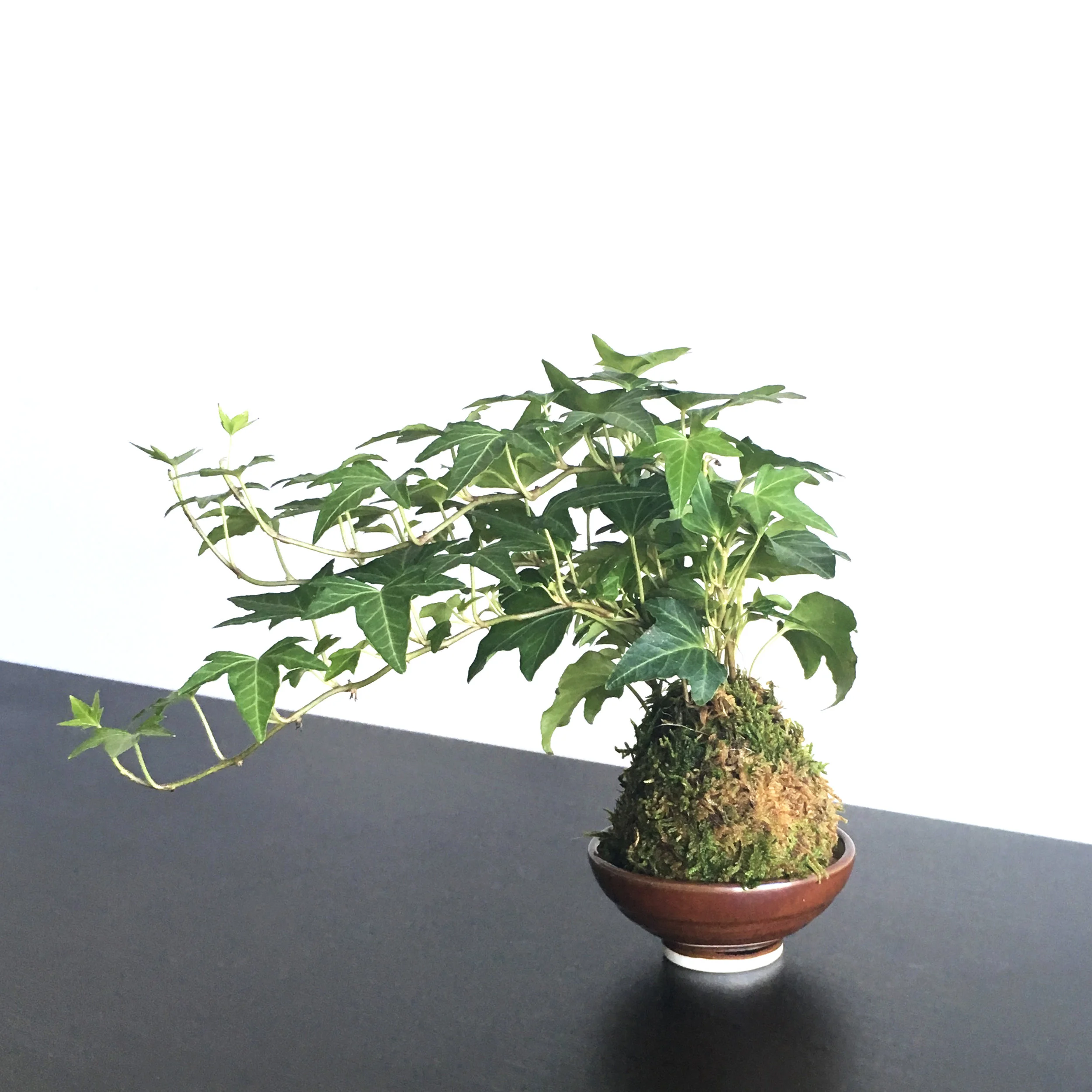Ivy-kokedama-angle.jpg
