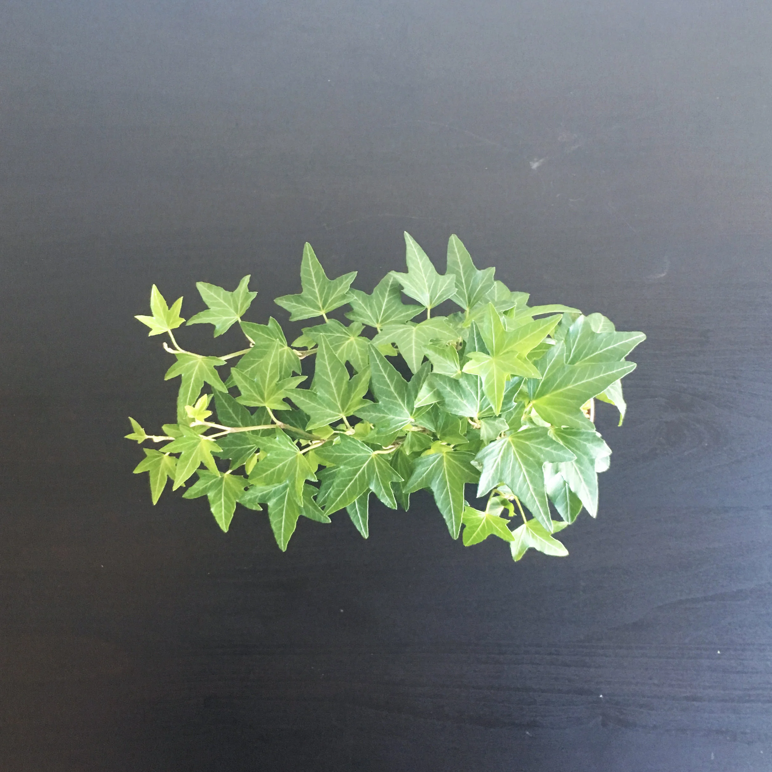 Ivy-kokedama-top.jpg