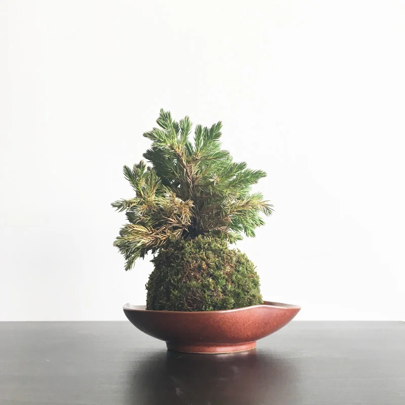 juniper-back.jpg