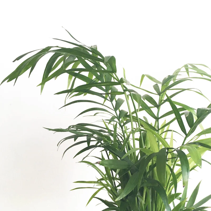 parlorpalm-detail.jpg