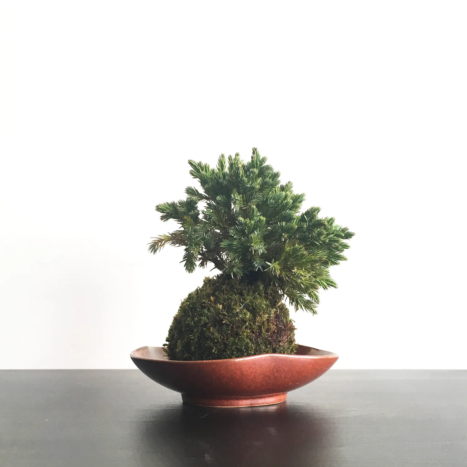 juniper.jpg