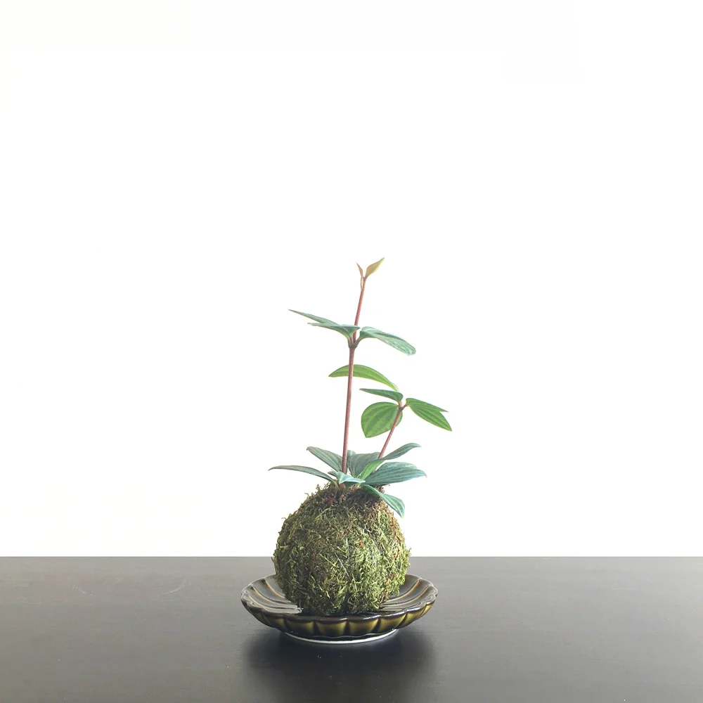 small-kokedama02.jpg