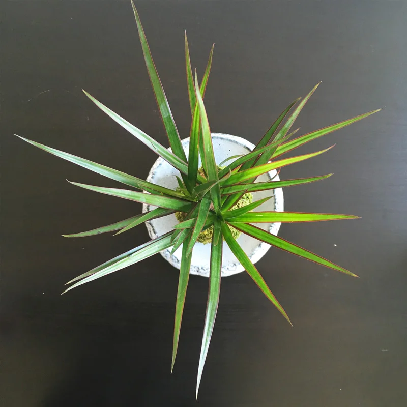 0424-kokedama-top.jpg