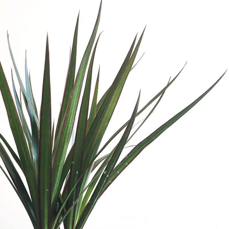 0424-kokedama-detail.jpg