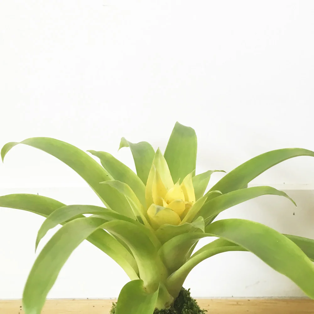kokedama-pineapple-detail.jpg