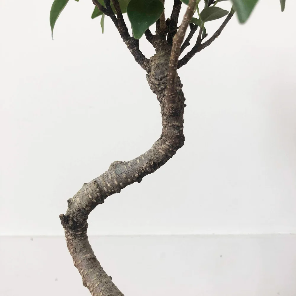 kokedama-bonsai-detail.jpg