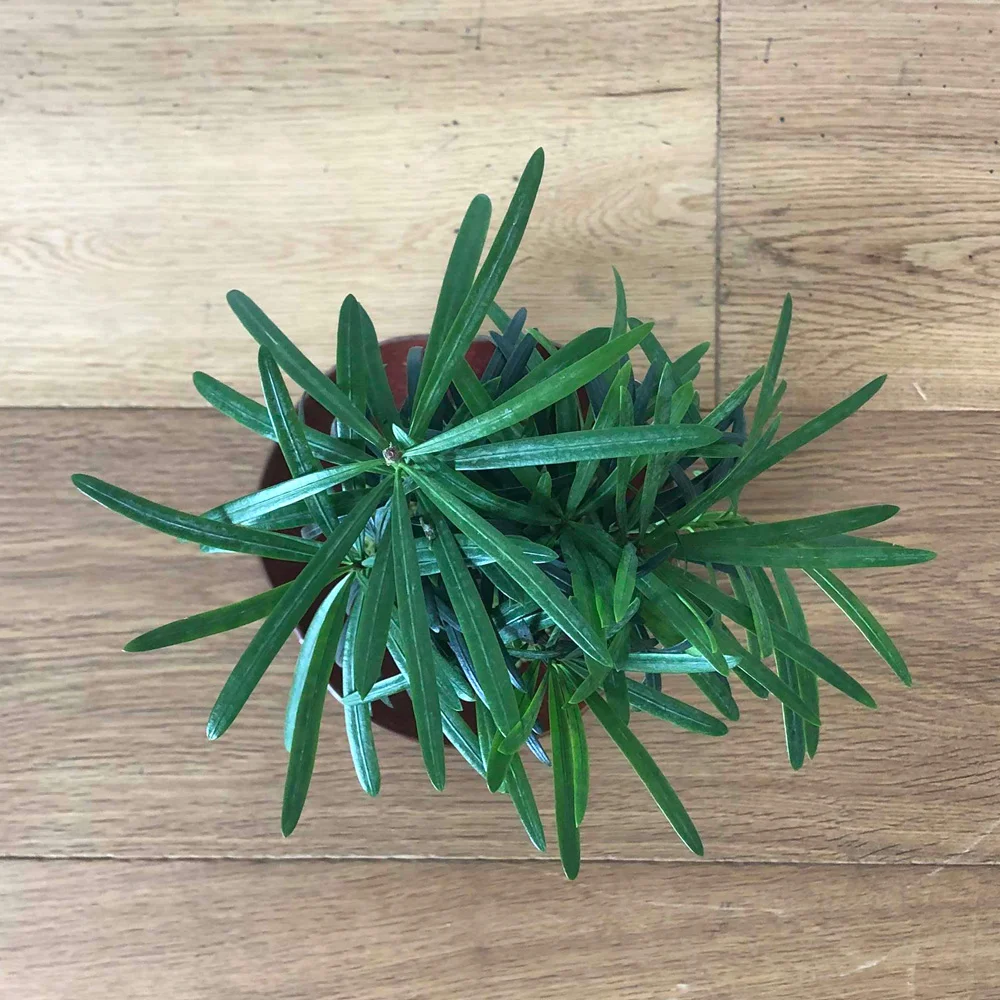 kokedama-tree-top.jpg