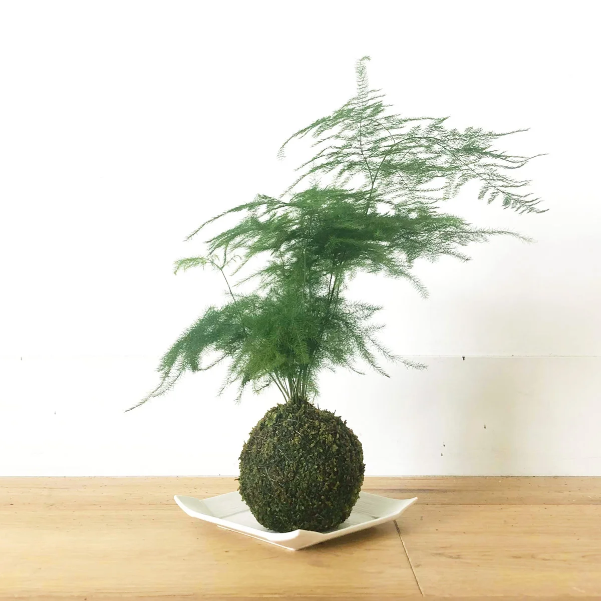 kokedama-asparagas.jpg