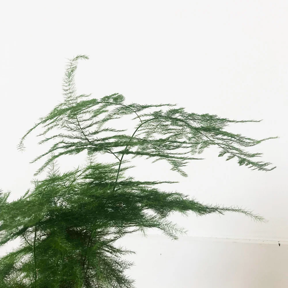 kokedama-asparagas-detail.jpg