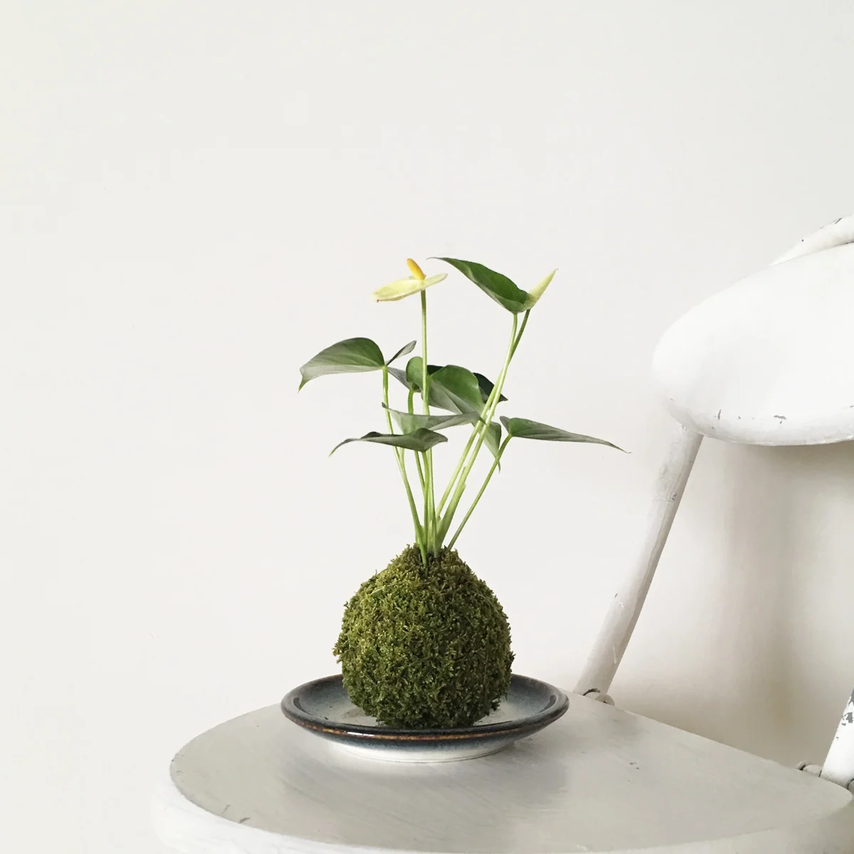 kokedama-anthrium-yellow.jpg