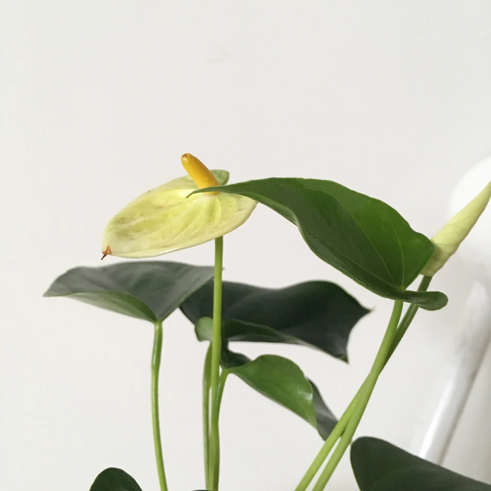 kokedama-anthrium-yellow-detail.jpg
