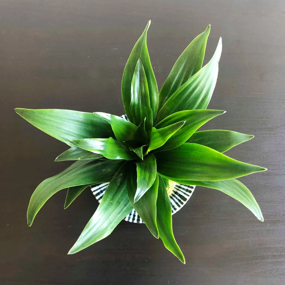 kokedama-0515-top.jpg