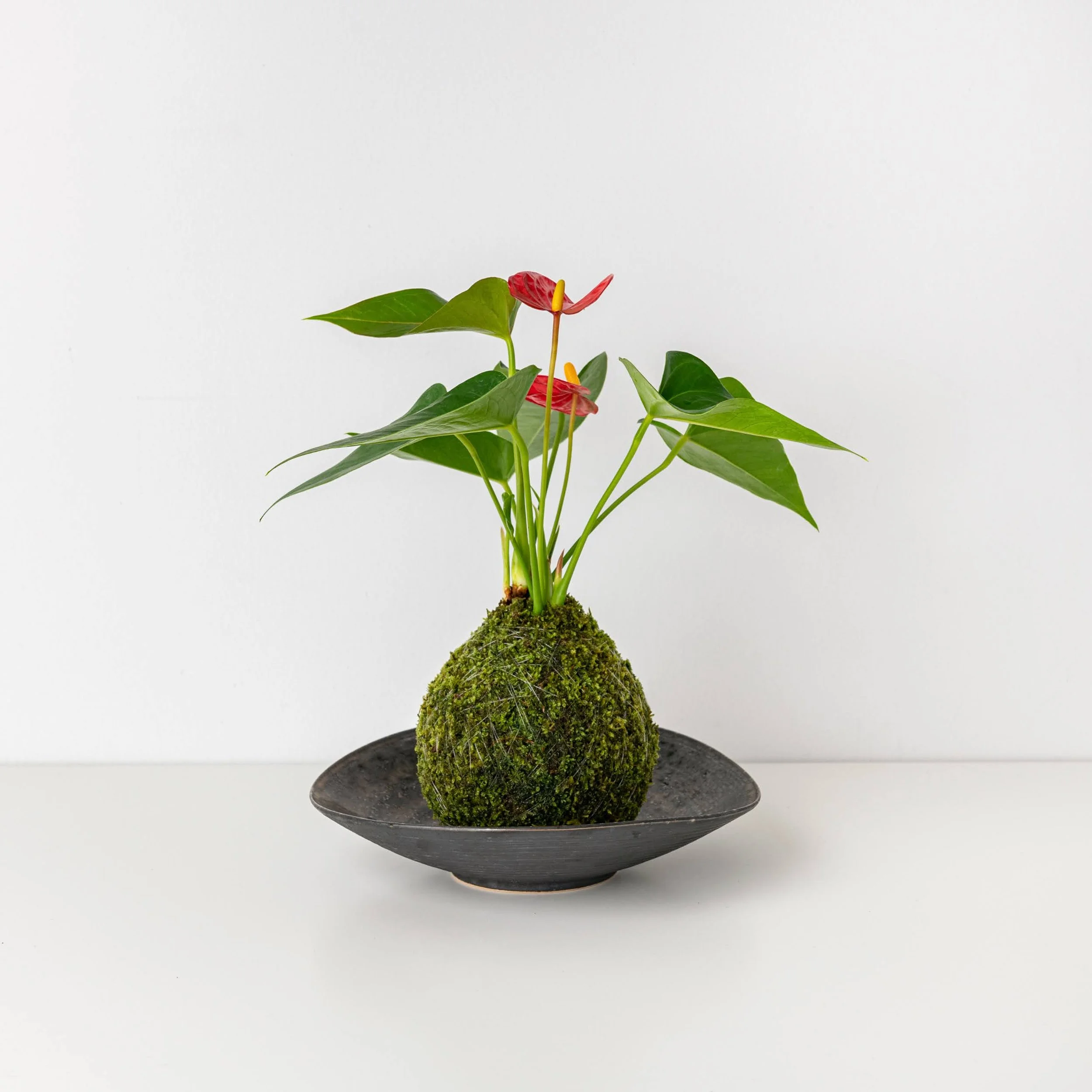 RED Anthurium Kokedama  THE MOSS & GREEN