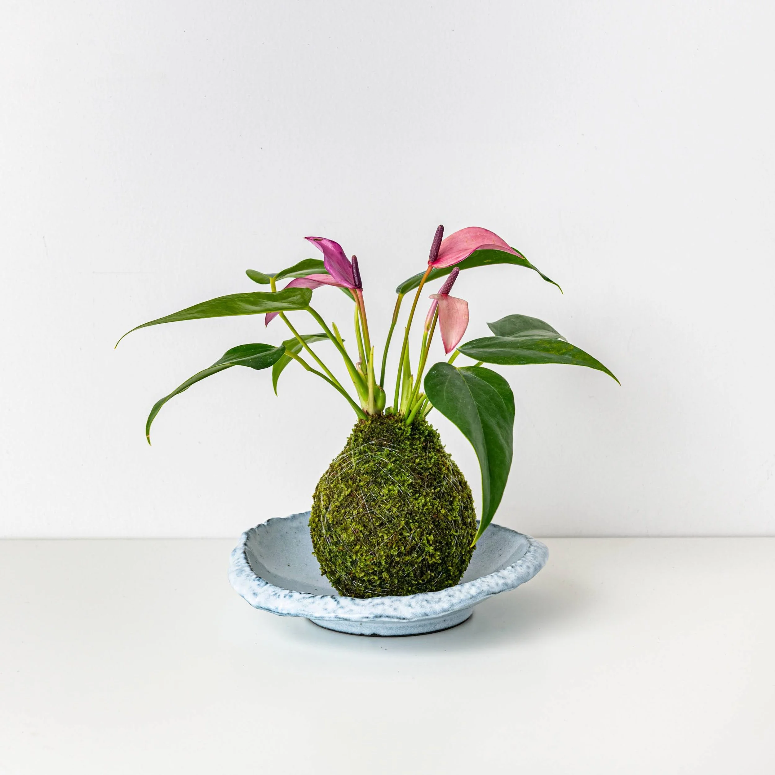 PURPLE Mini Anthurium kokedama  THE MOSS & GREEN