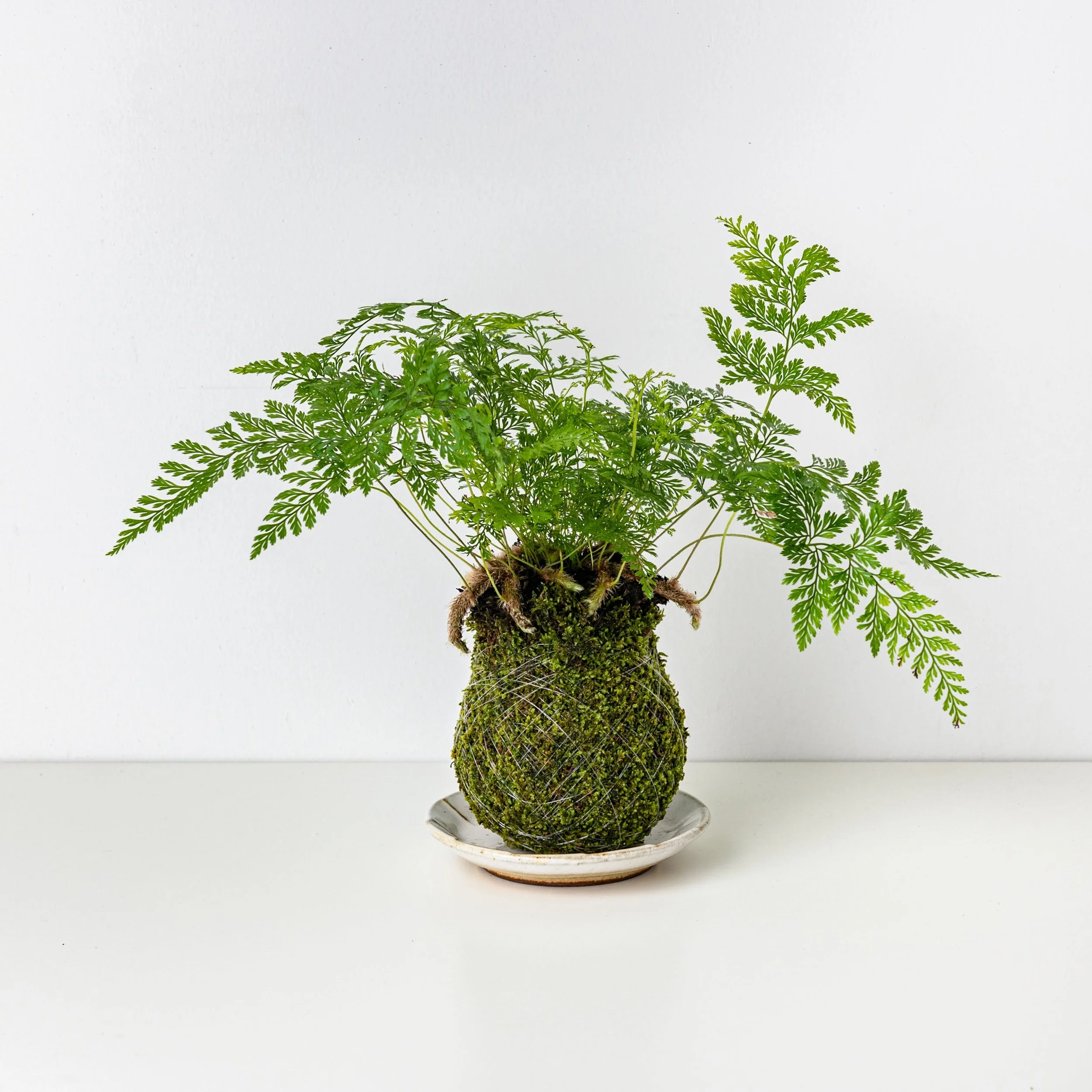 Rabbit foot fern Kokedama  THE MOSS & GREEN