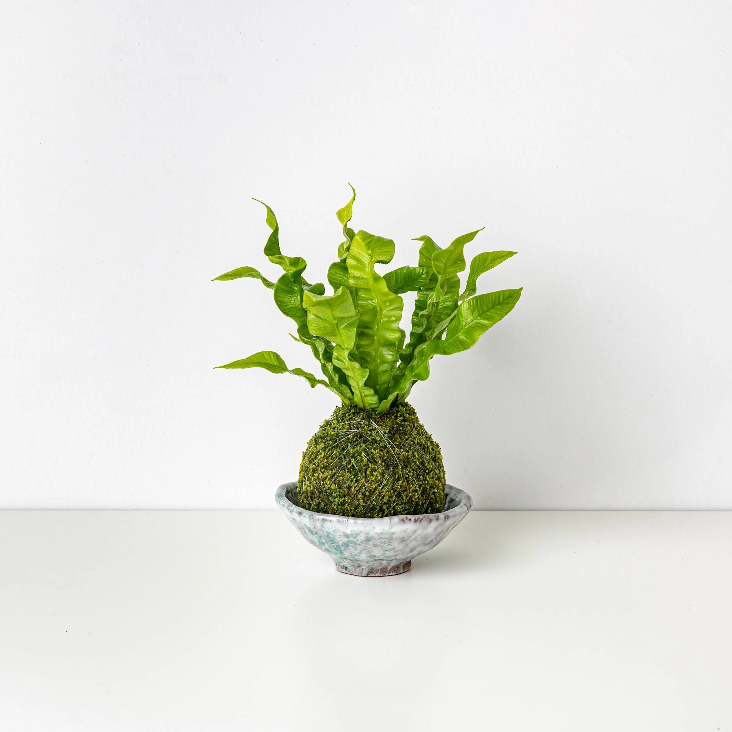 miniature bonsai tree LEGO Botanicals Mini Bonsai Trees #10373 DIY Light Bundle
