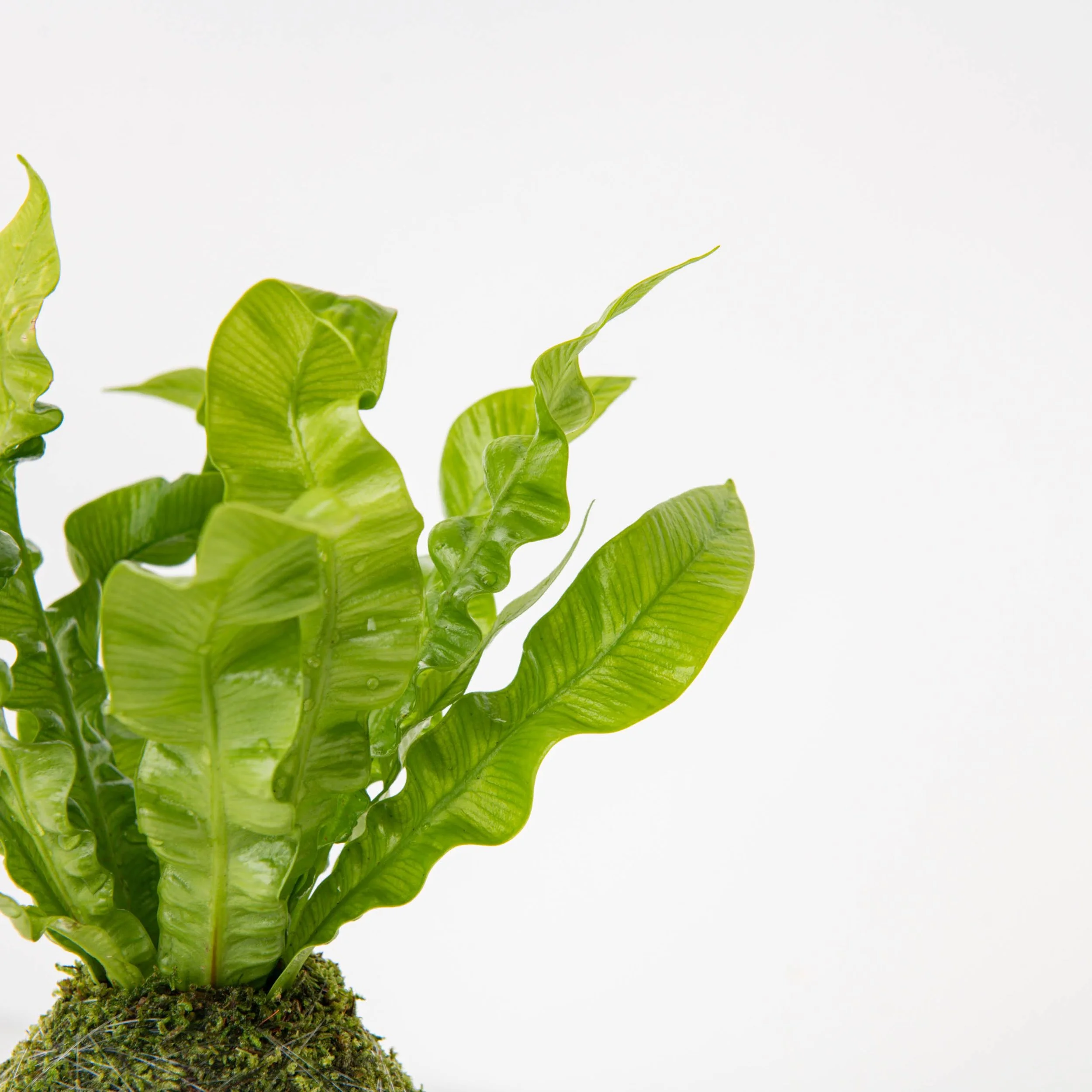 Birds Nest Fern Kokedama  THE MOSS & GREEN