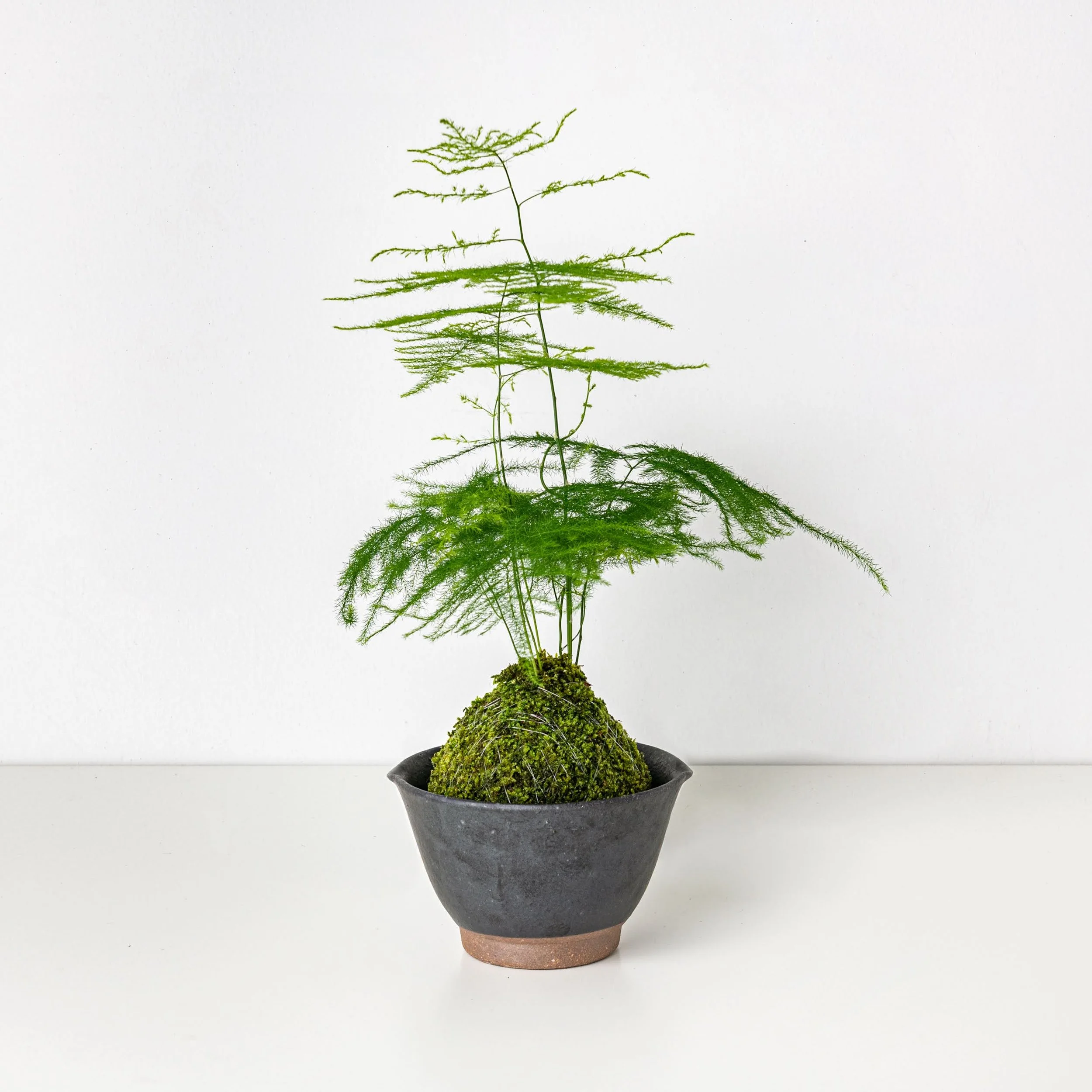 Asparagus Fern Plumosus kokedama  THE MOSS & GREEN