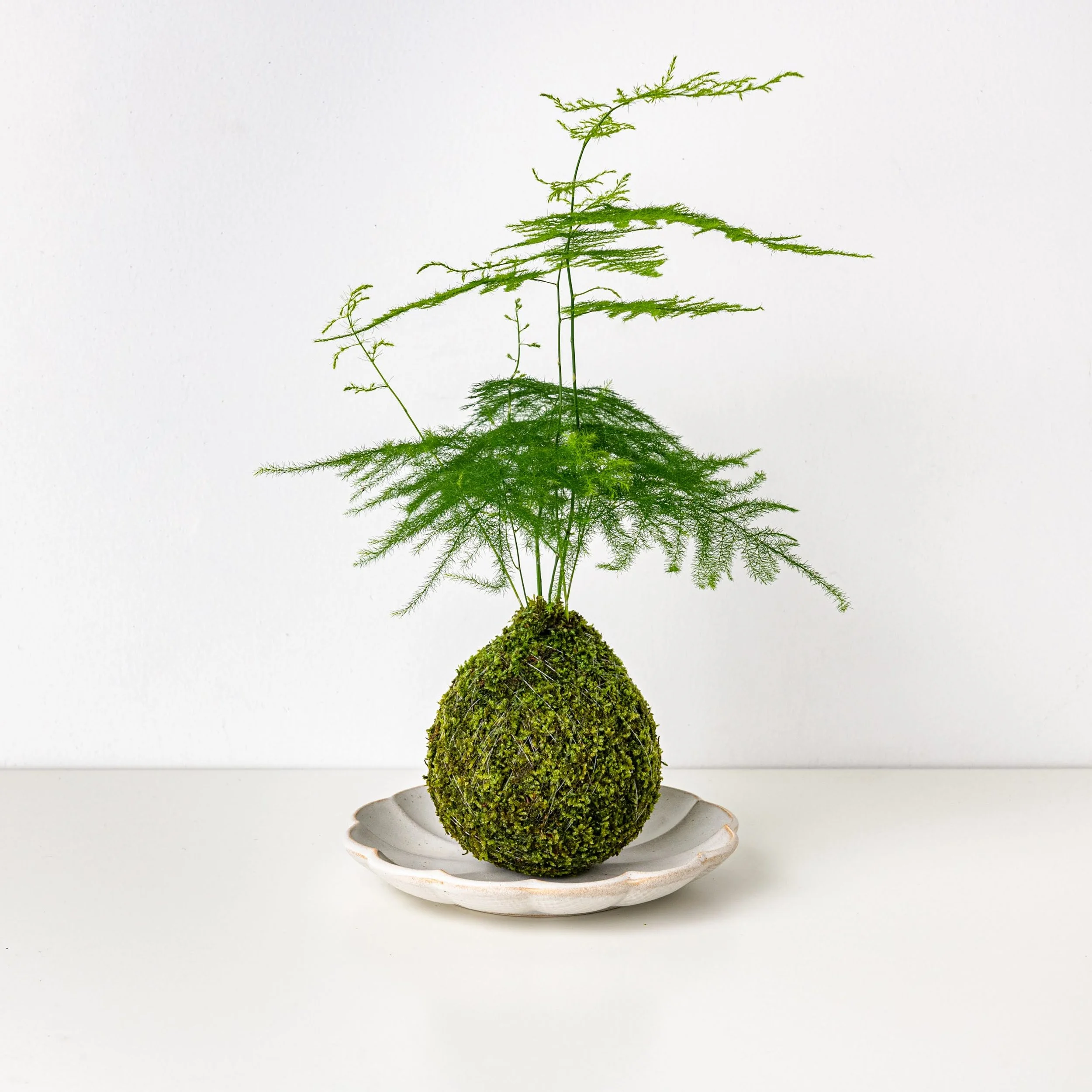 Asparagus Fern Plumosus kokedama  THE MOSS & GREEN