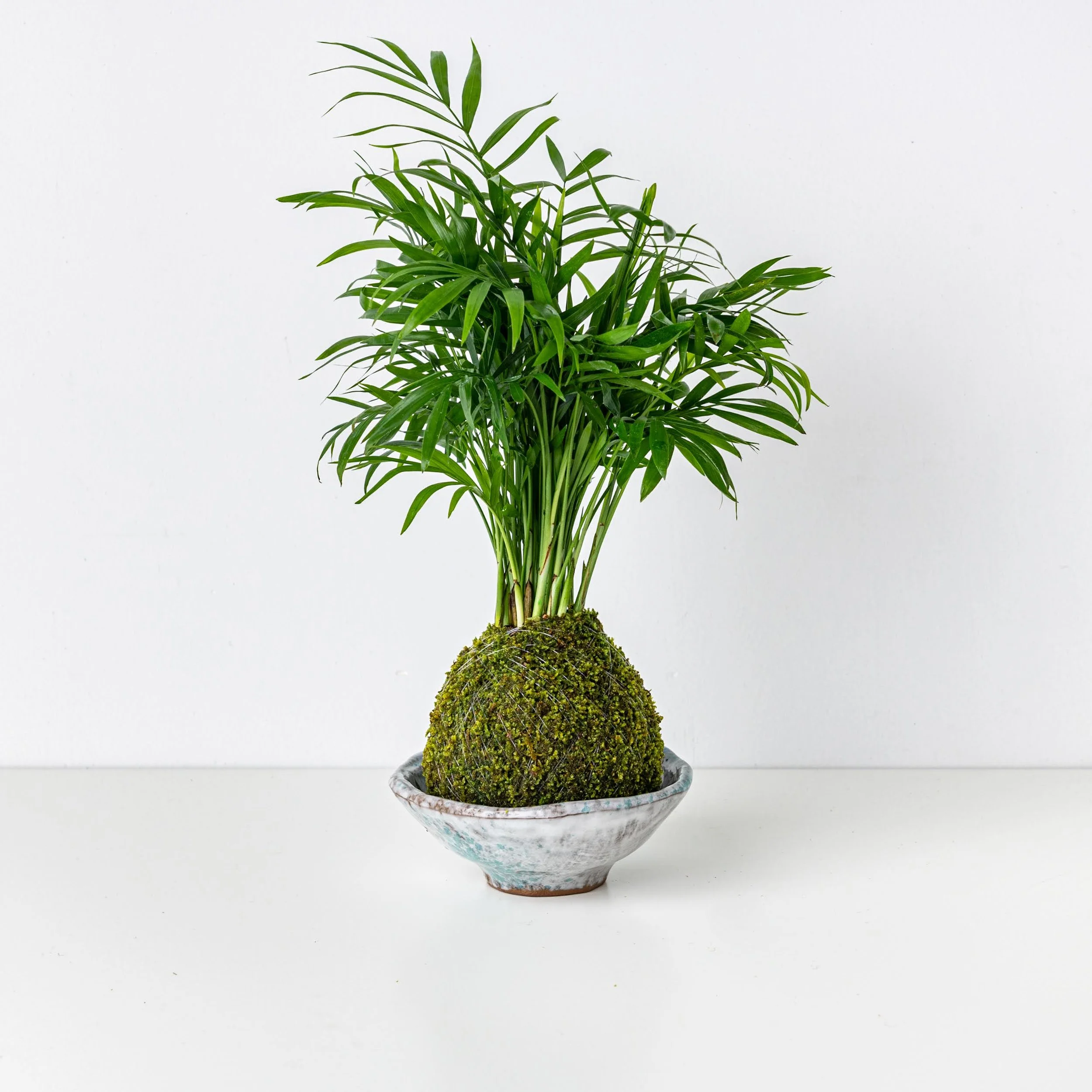 buy zz plants ZZ PLANT 8in