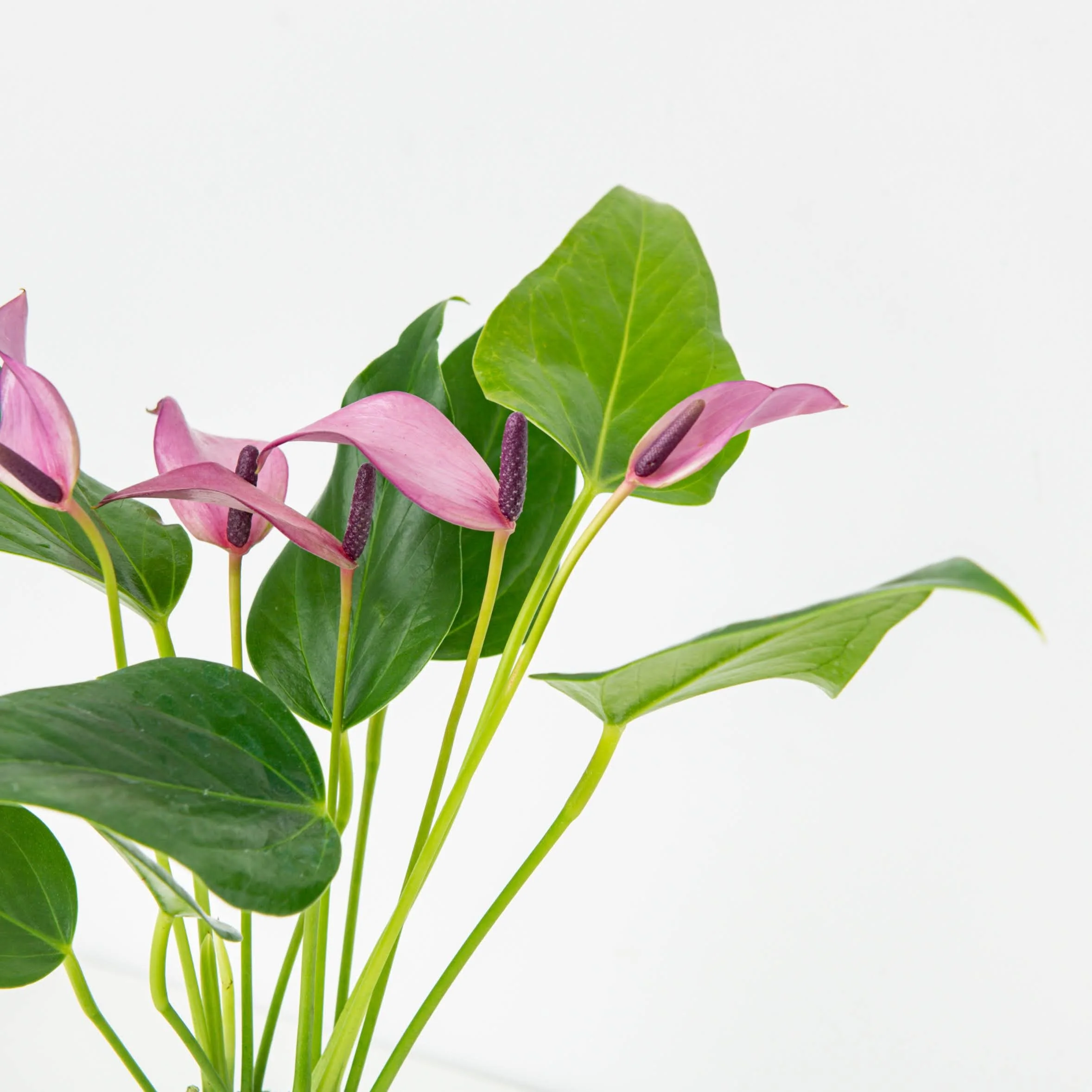 anthurium crystallinum x veitchii Anthurium 'Blue Velvet' x Crystallinum – Lost in the Forrest main image 1