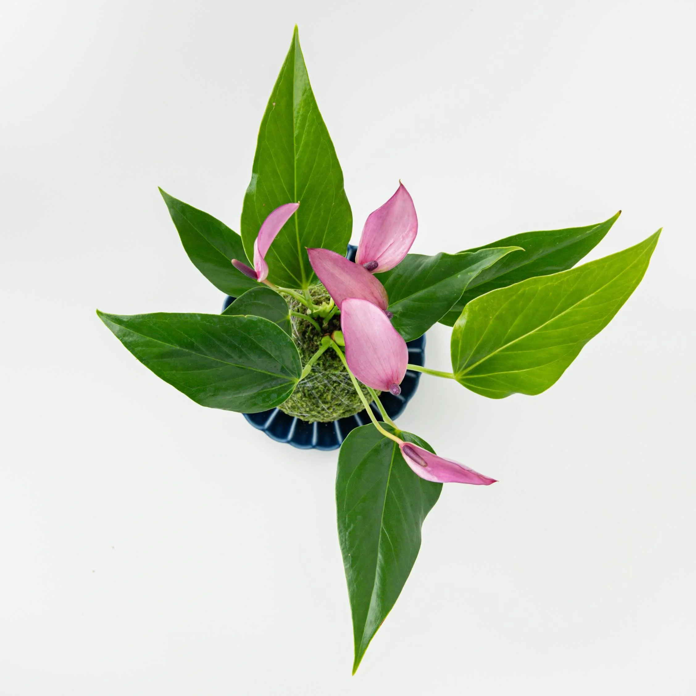 PURPLE Mini Anthurium kokedama  THE MOSS & GREEN
