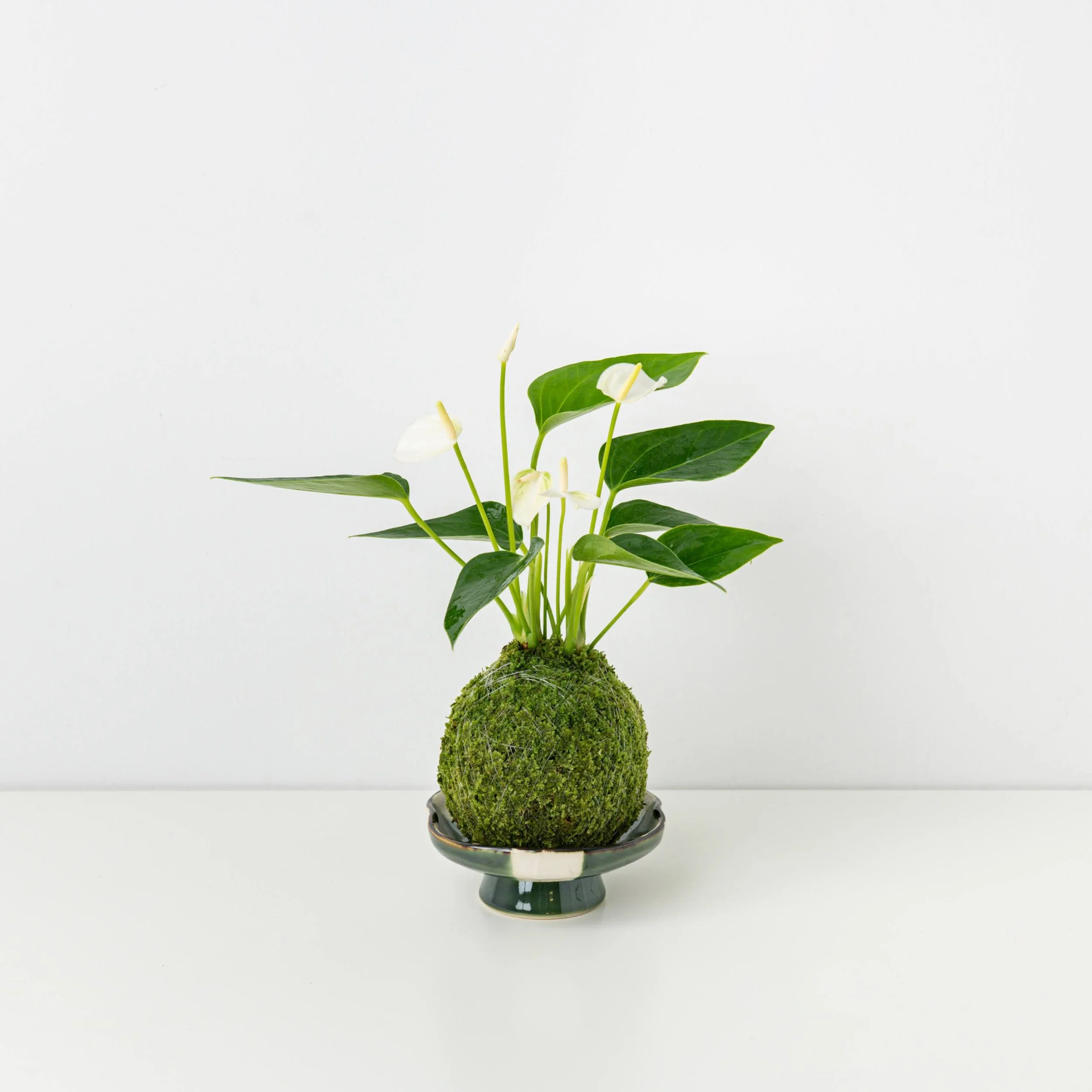 WHITE Mini Anthurium Kokedama  THE MOSS & GREEN