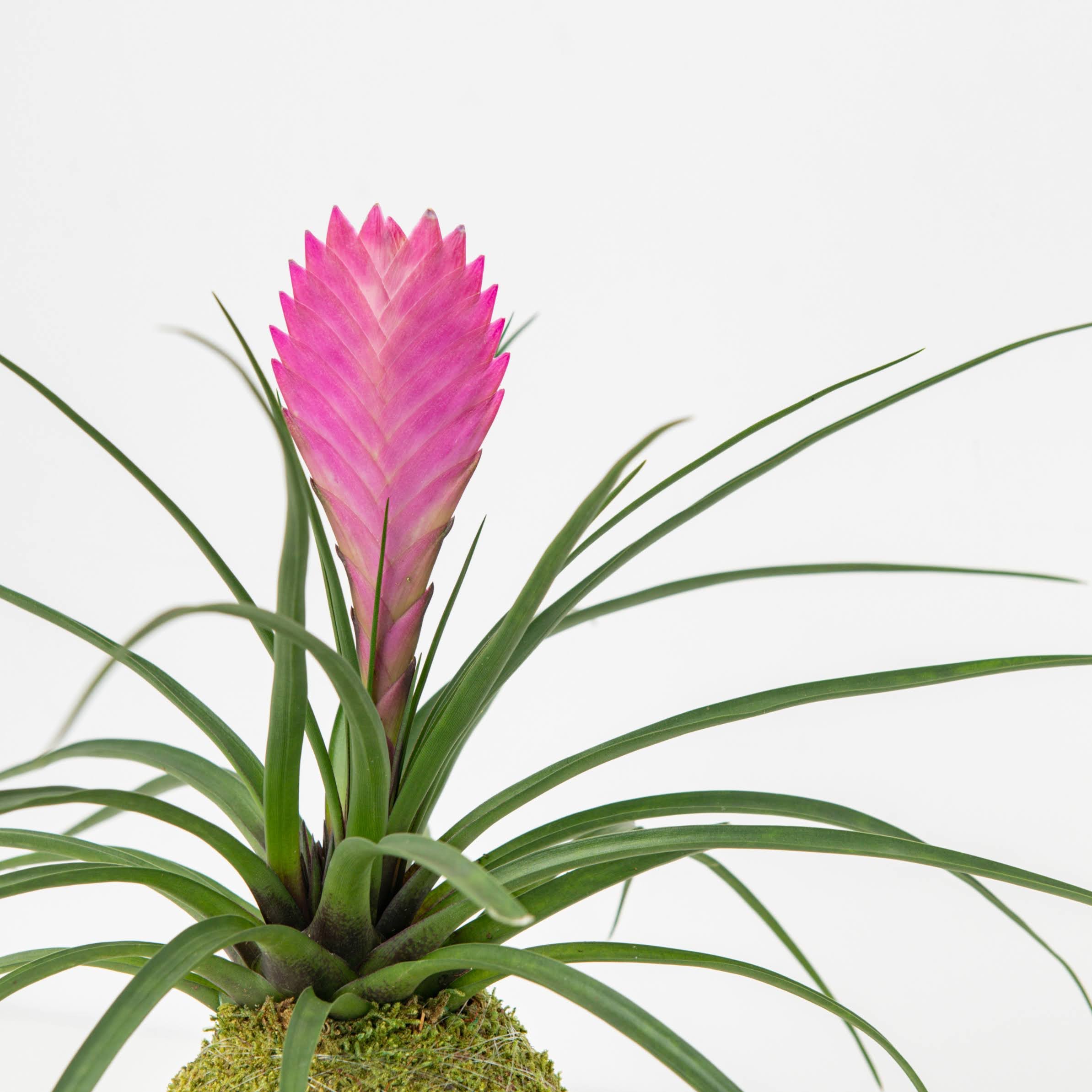 Pink Quill Kokedama — THE MOSS & GREEN