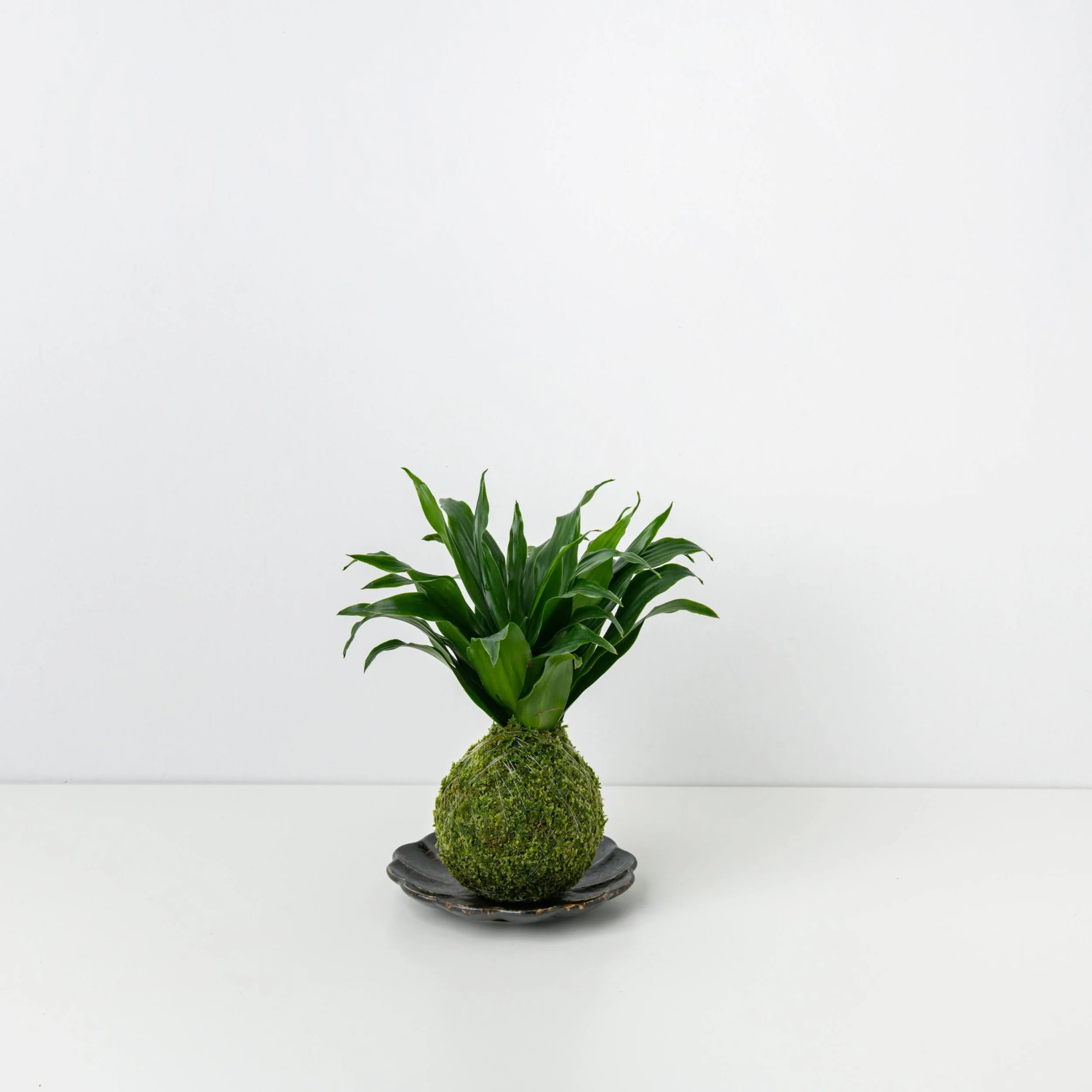 Dracena Kokedama  THE MOSS & GREEN