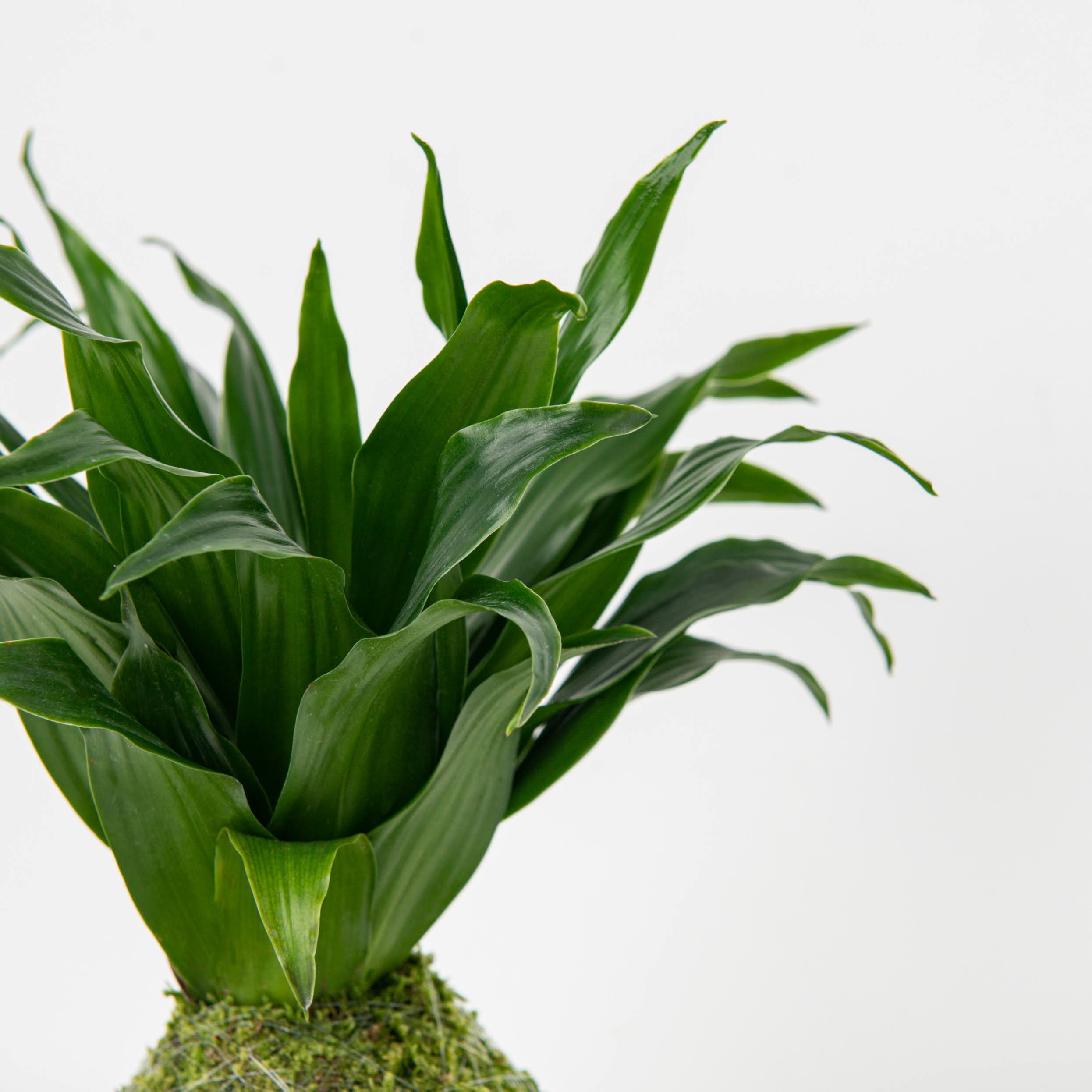 MOSS&GREEN-155.jpg