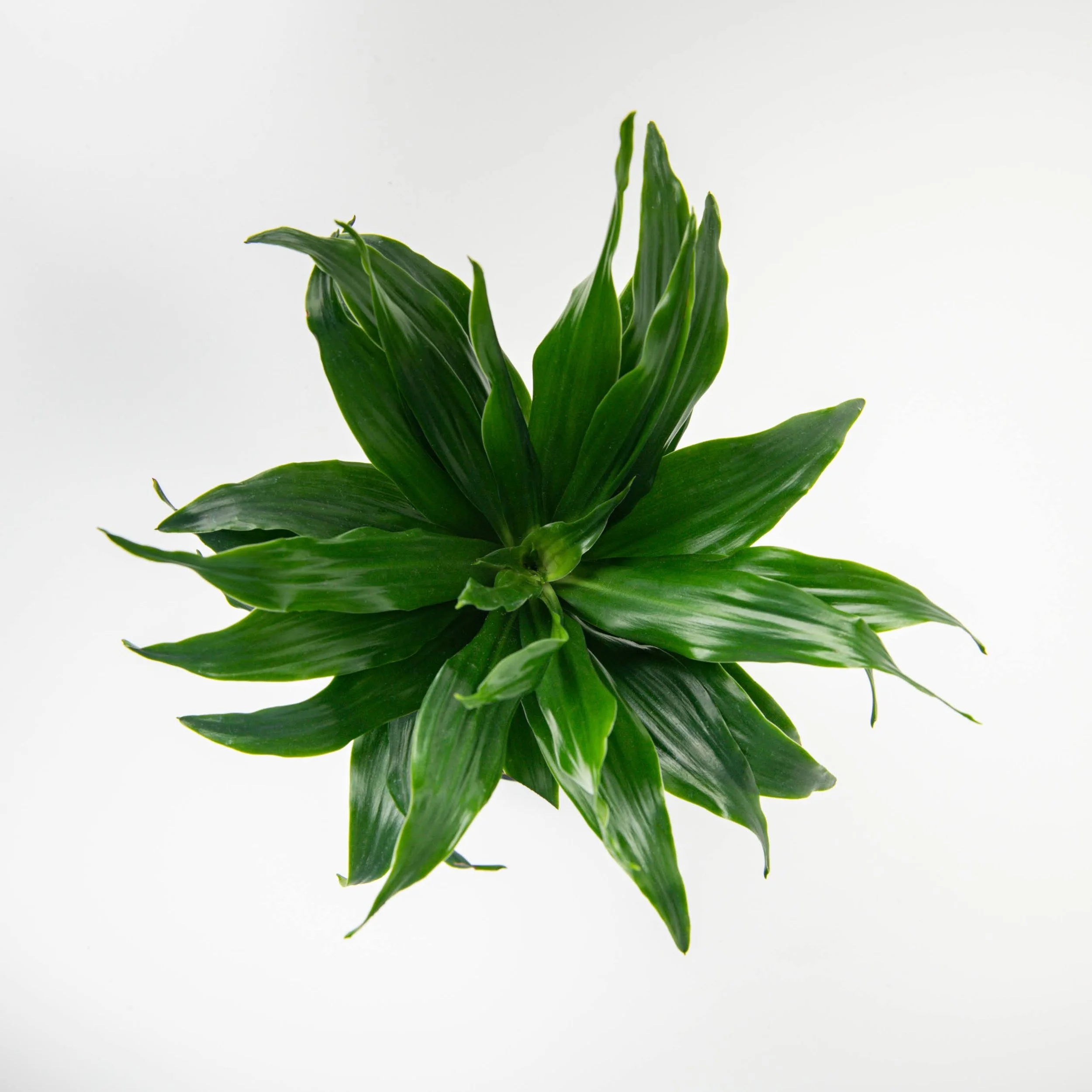 MOSS&GREEN-156.jpg
