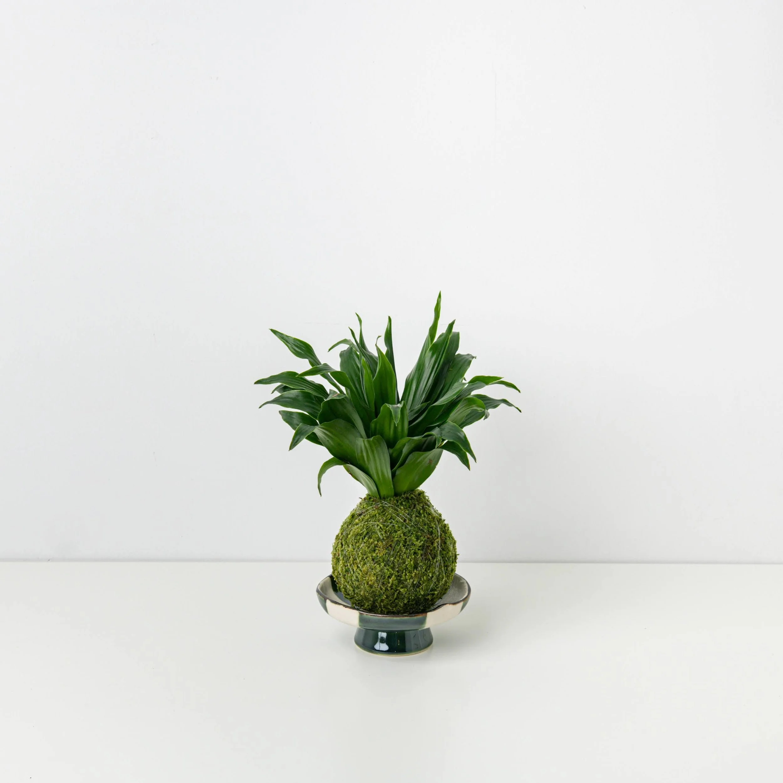 Dracena Kokedama