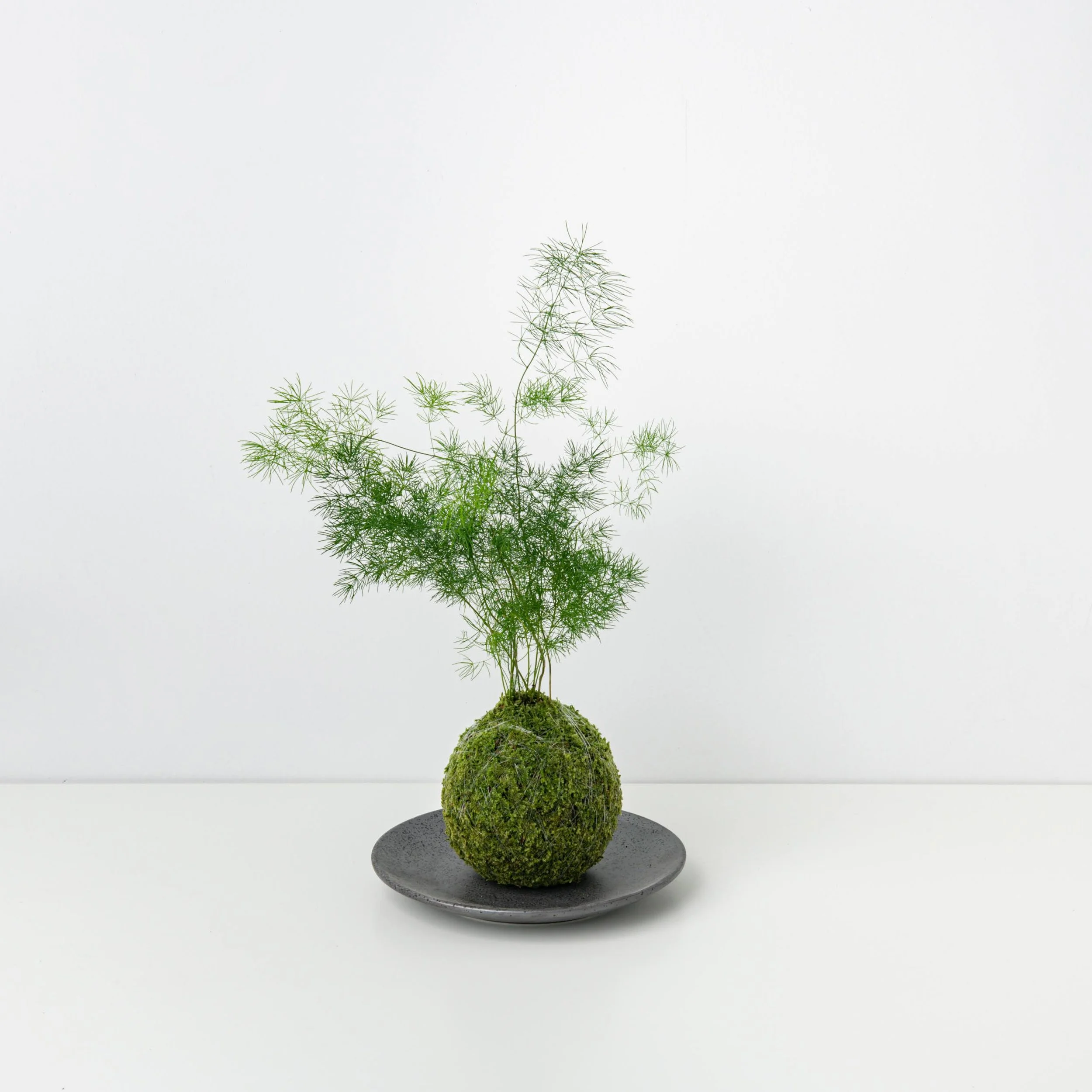 Asparagus Fern Sprengeri Kokedama — THE MOSS & GREEN