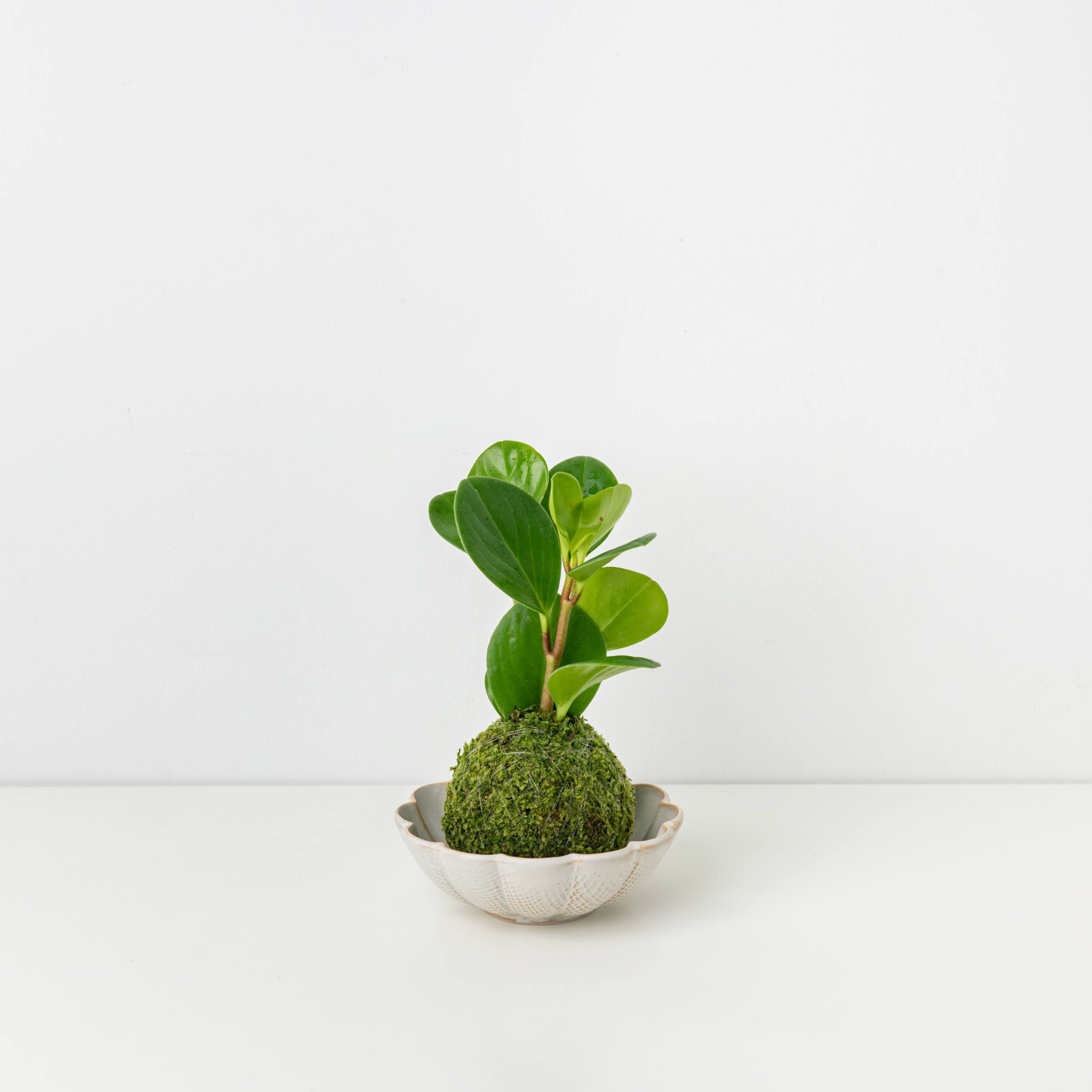 MOSS&GREEN-093.jpg