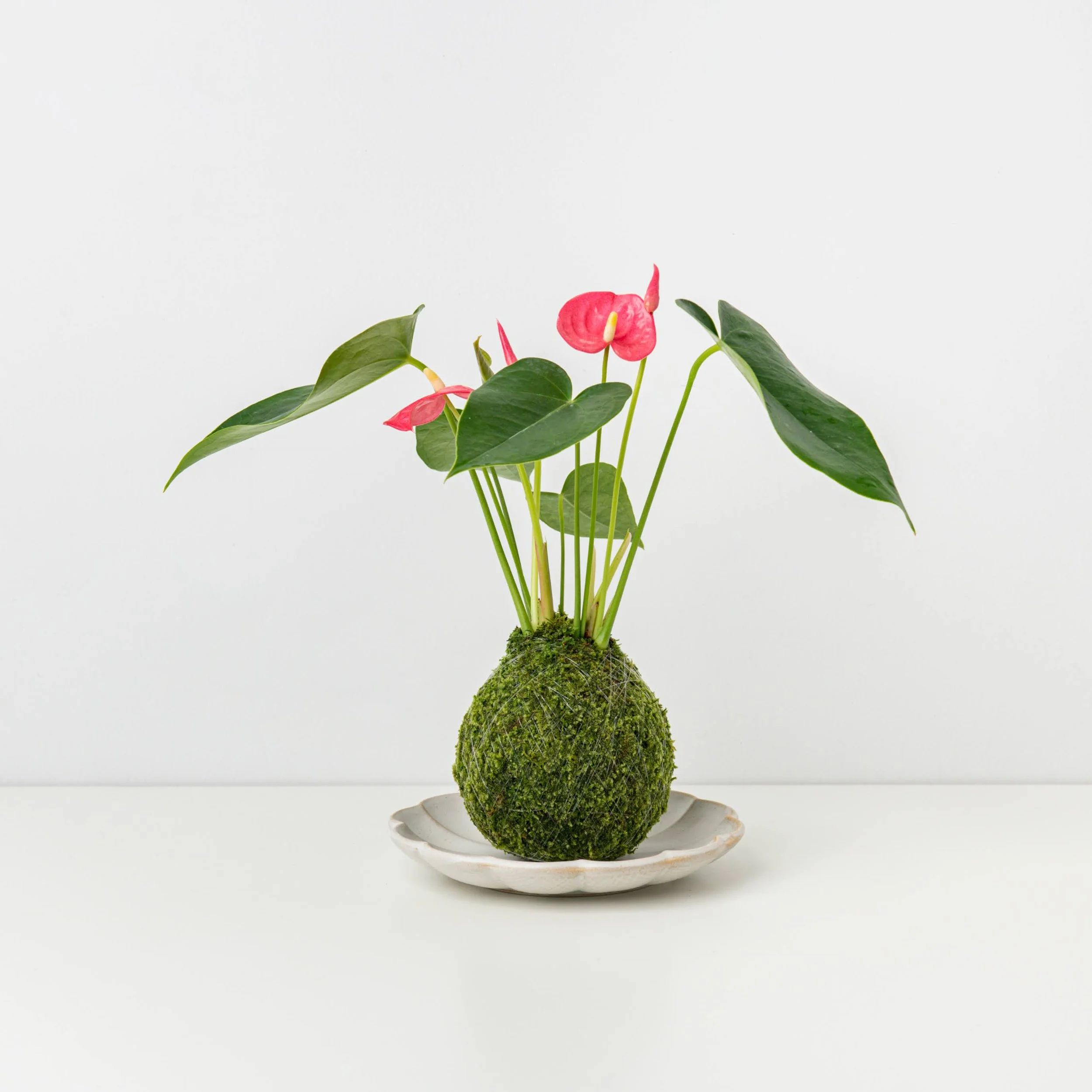 PINK Mini Anthurium Kokedama