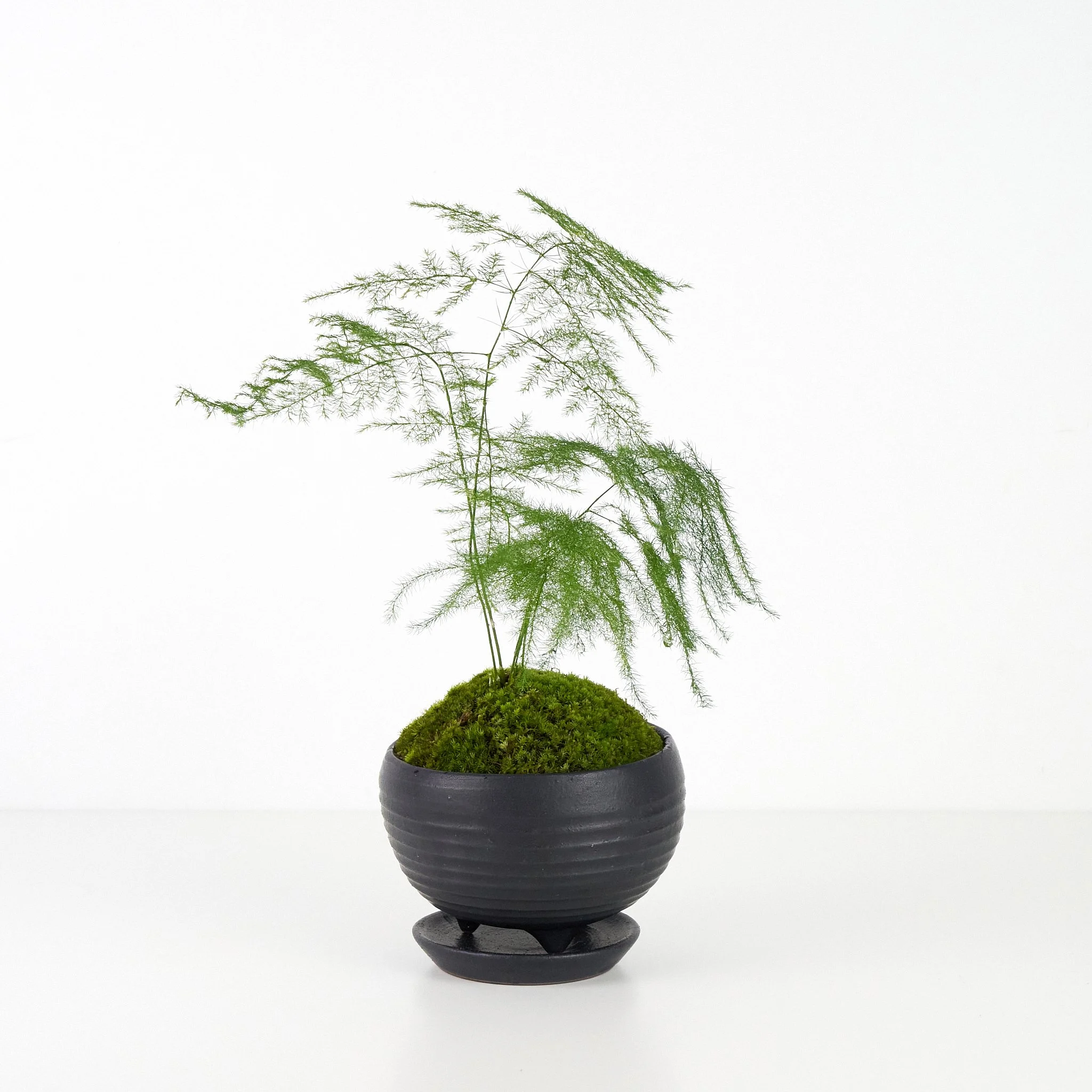 bonsai mystery shopping login Pines (Bonsai Today Master's Series)