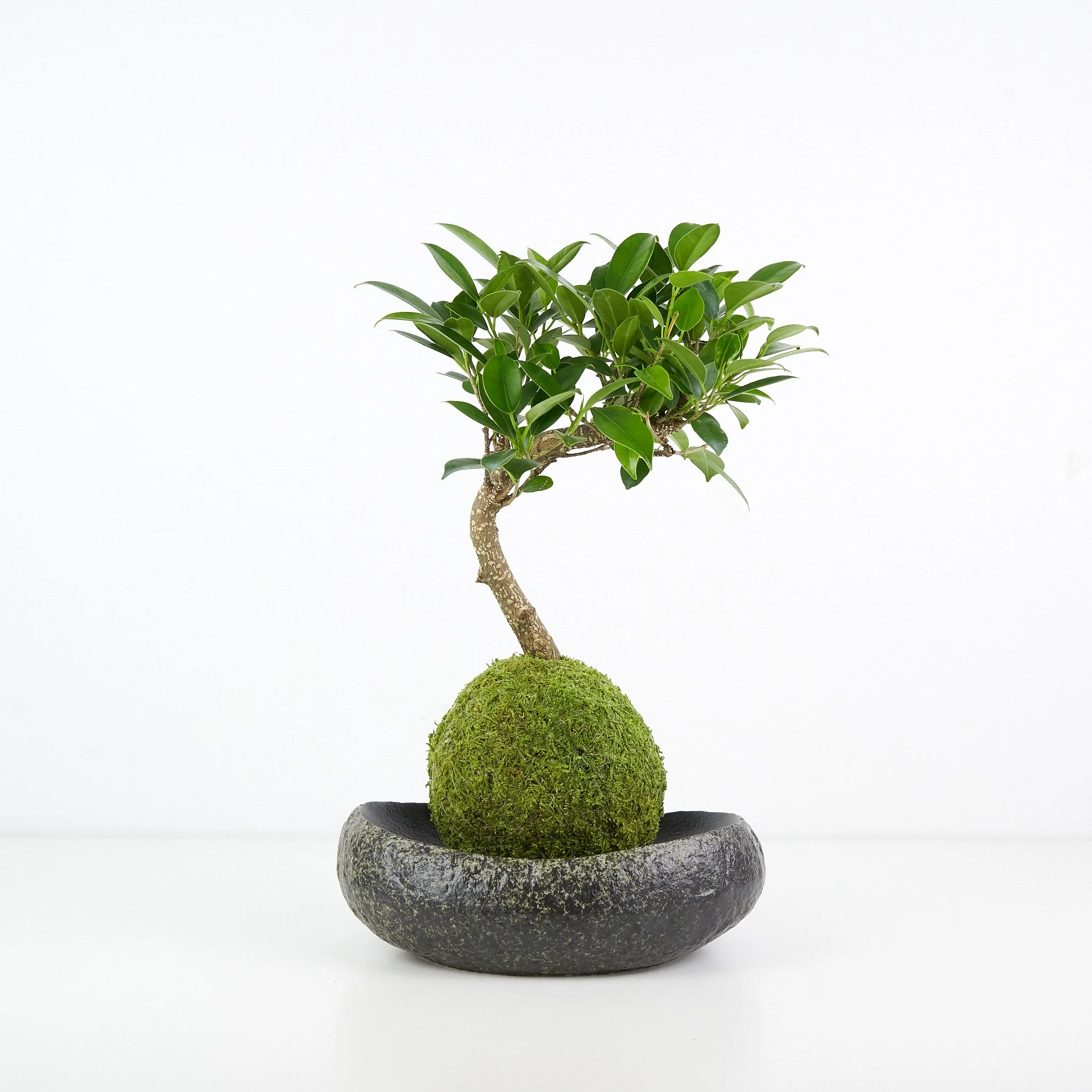 buxus harlandii bonsai Buxus Harlandii Mini · Buy bonsai · Omotesandō Plants