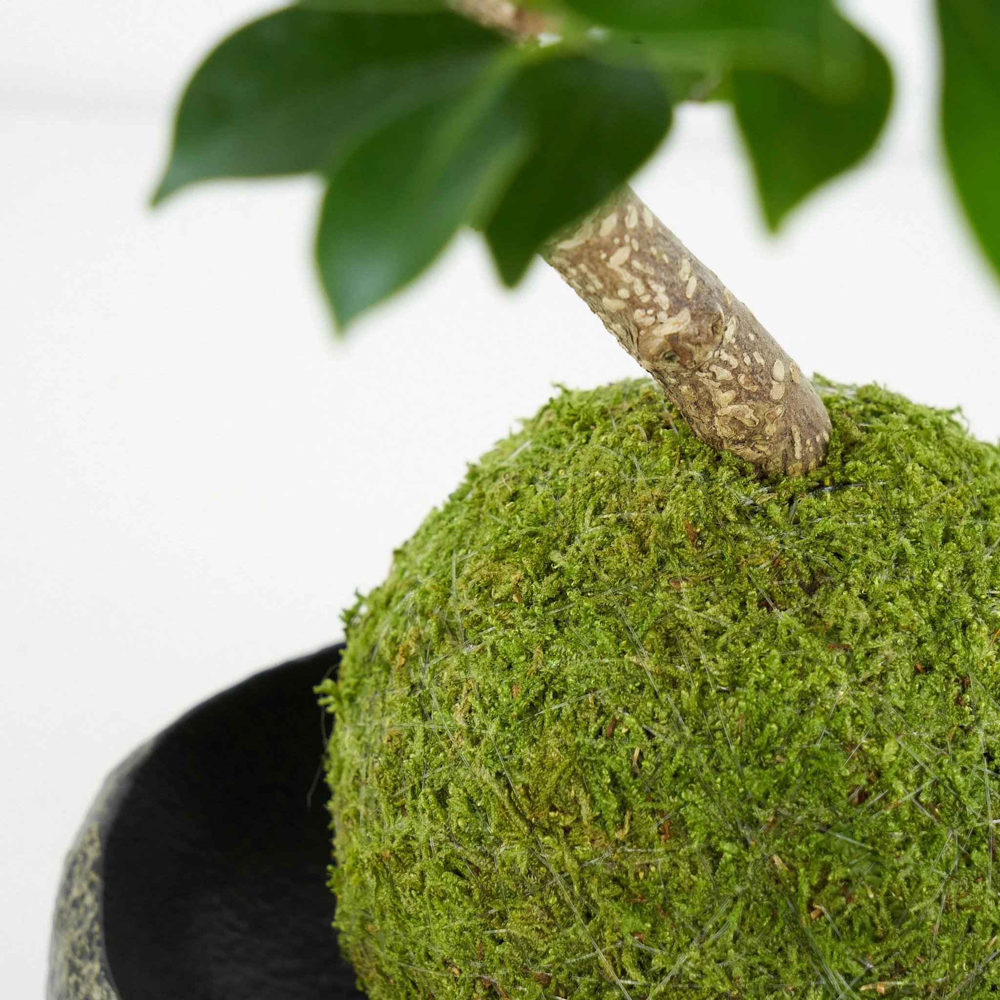 Golden Gate Ficus Bonsai kokedama  THE MOSS & GREEN