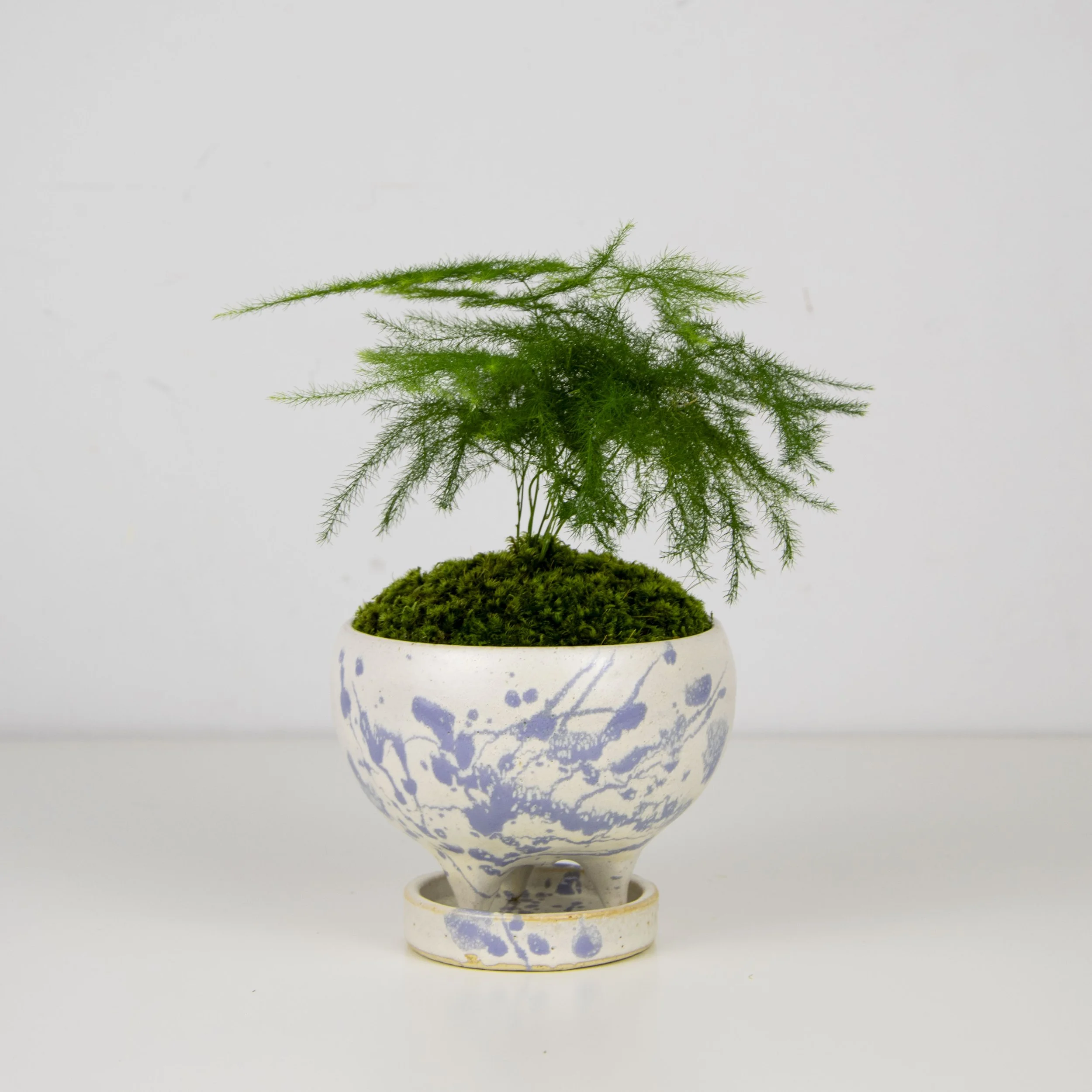 bonsai starter Bonsai Variety Grow Kit main image 1