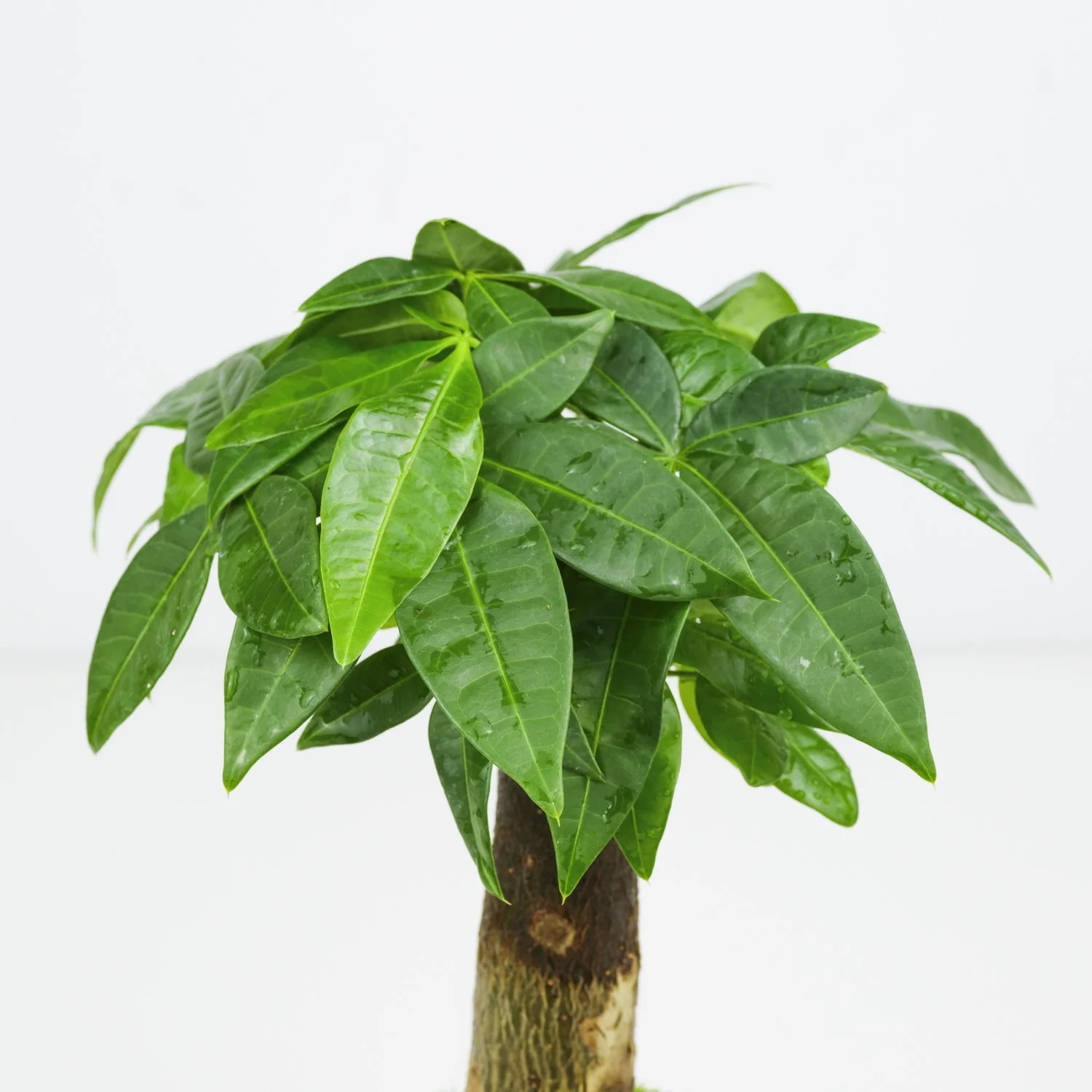 monstera houseplants Monstera Deliciosa 'Swiss Cheese Plant' Houseplant 17cm Pot