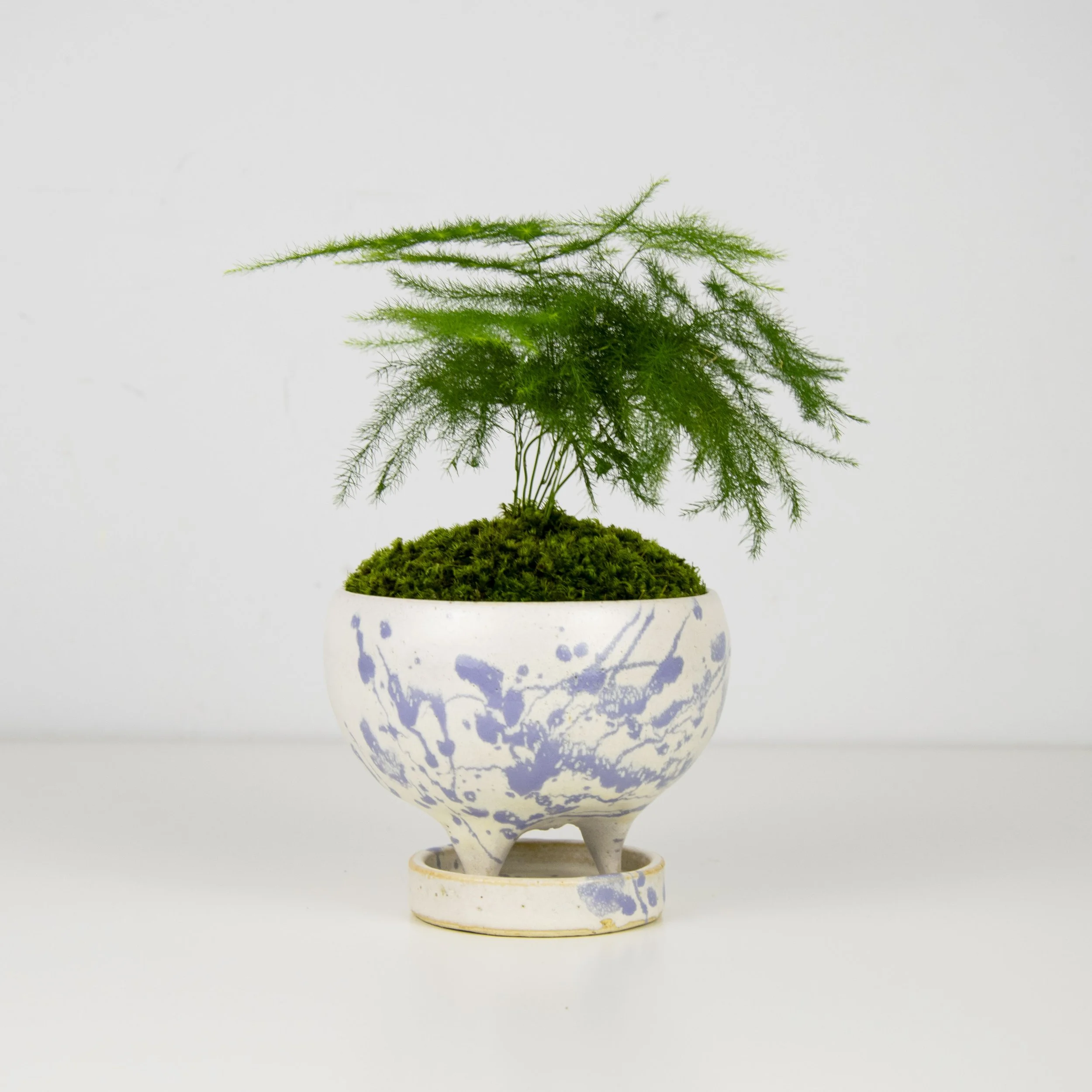 elm bonsai Hokkaido Dwarf Chinese Elm, Bonsai Starter Plant – Magic Valley Gardens main image 1