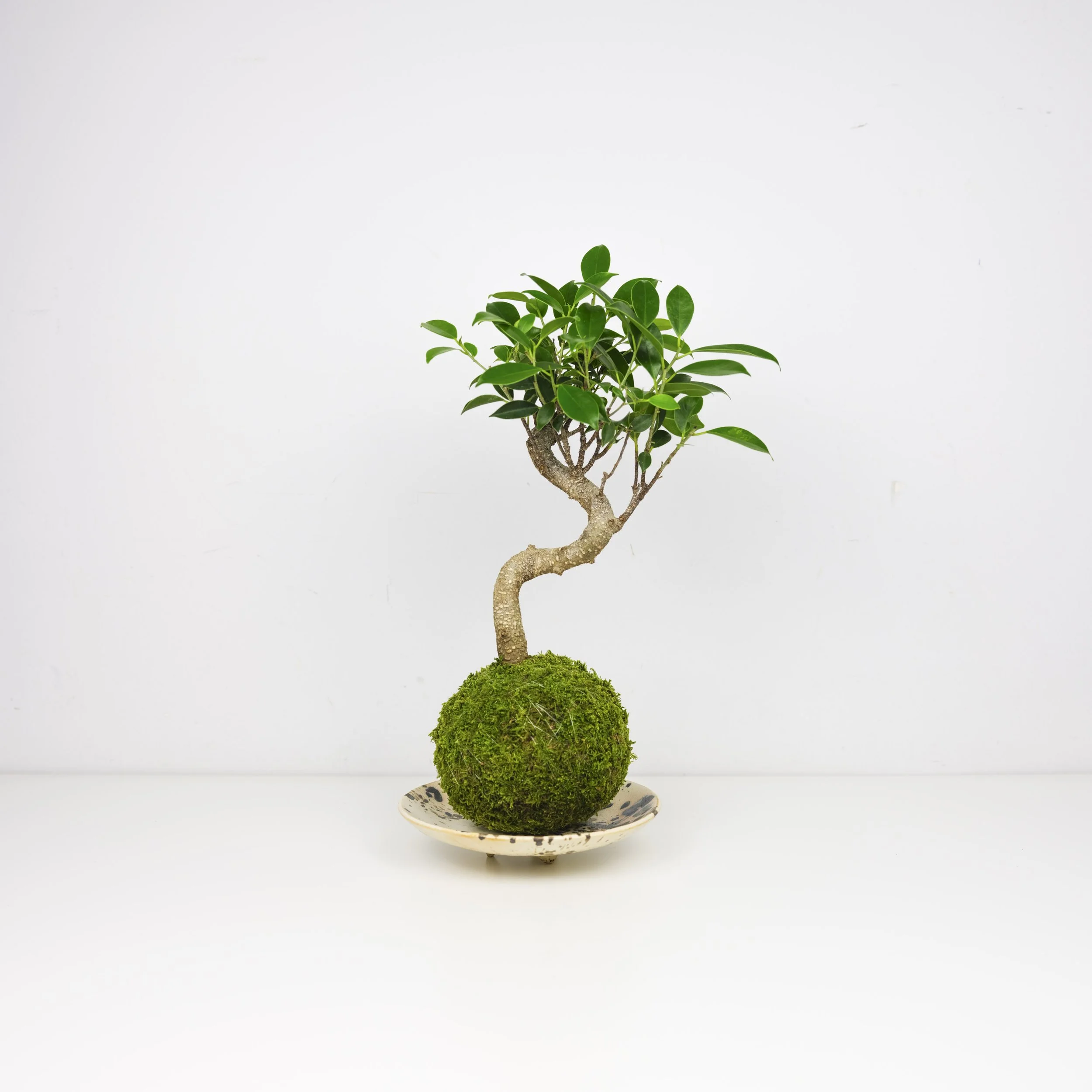 Kokedama-6.jpg