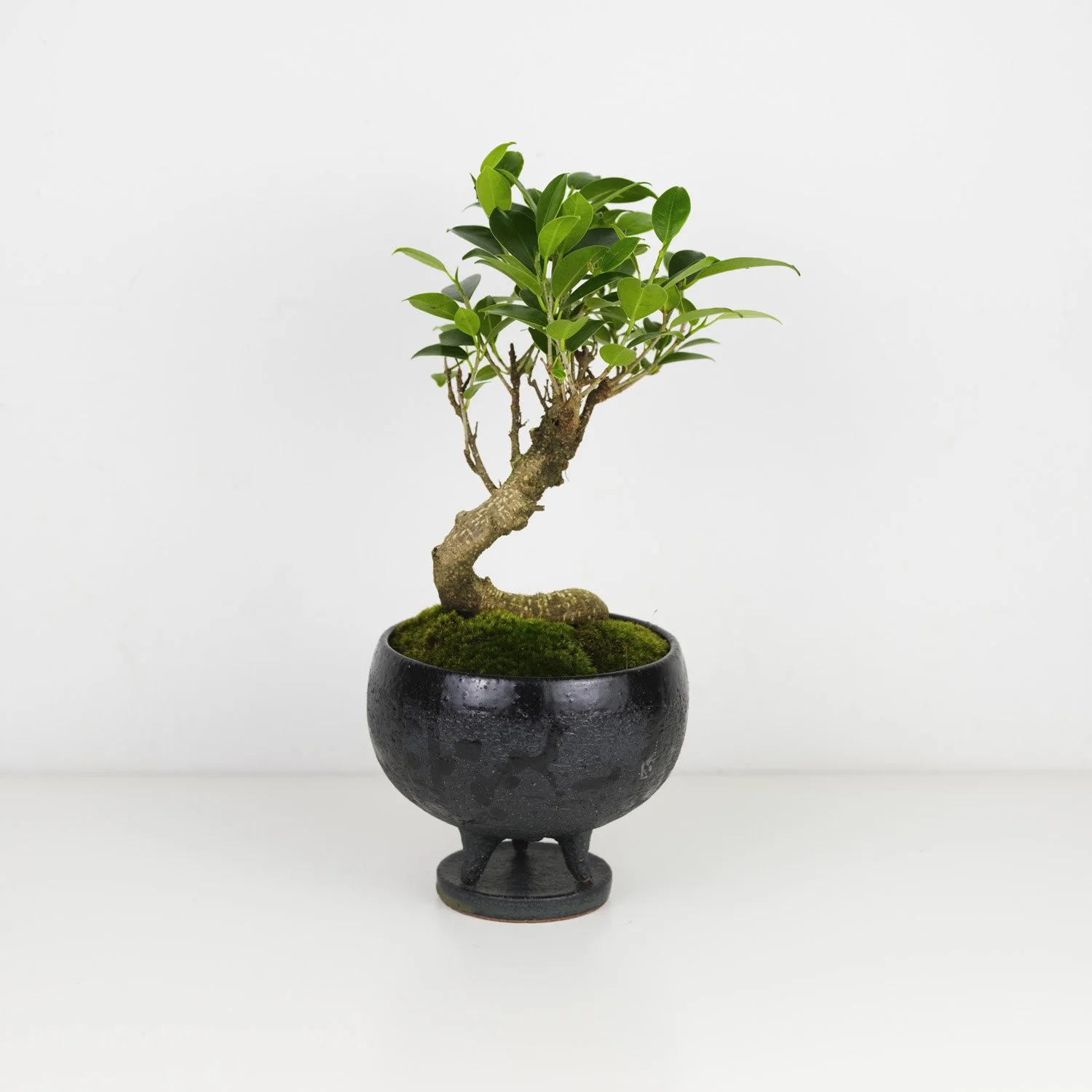 Golden Gate Ficus Bonsai in YAYA Dawn Planter  THE MOSS & GREEN