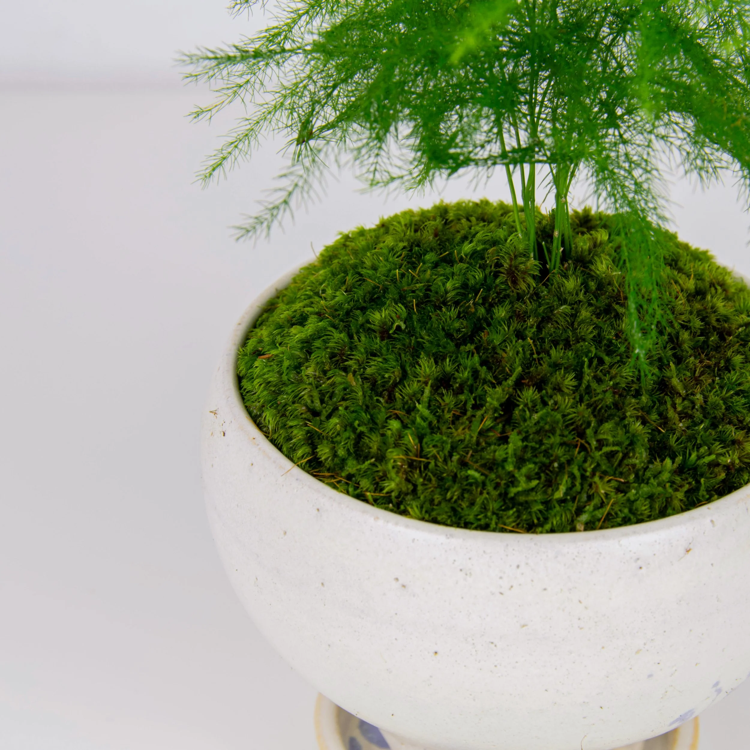 Asparagus Fern Plumosus in YAYA Planter  THE MOSS & GREEN