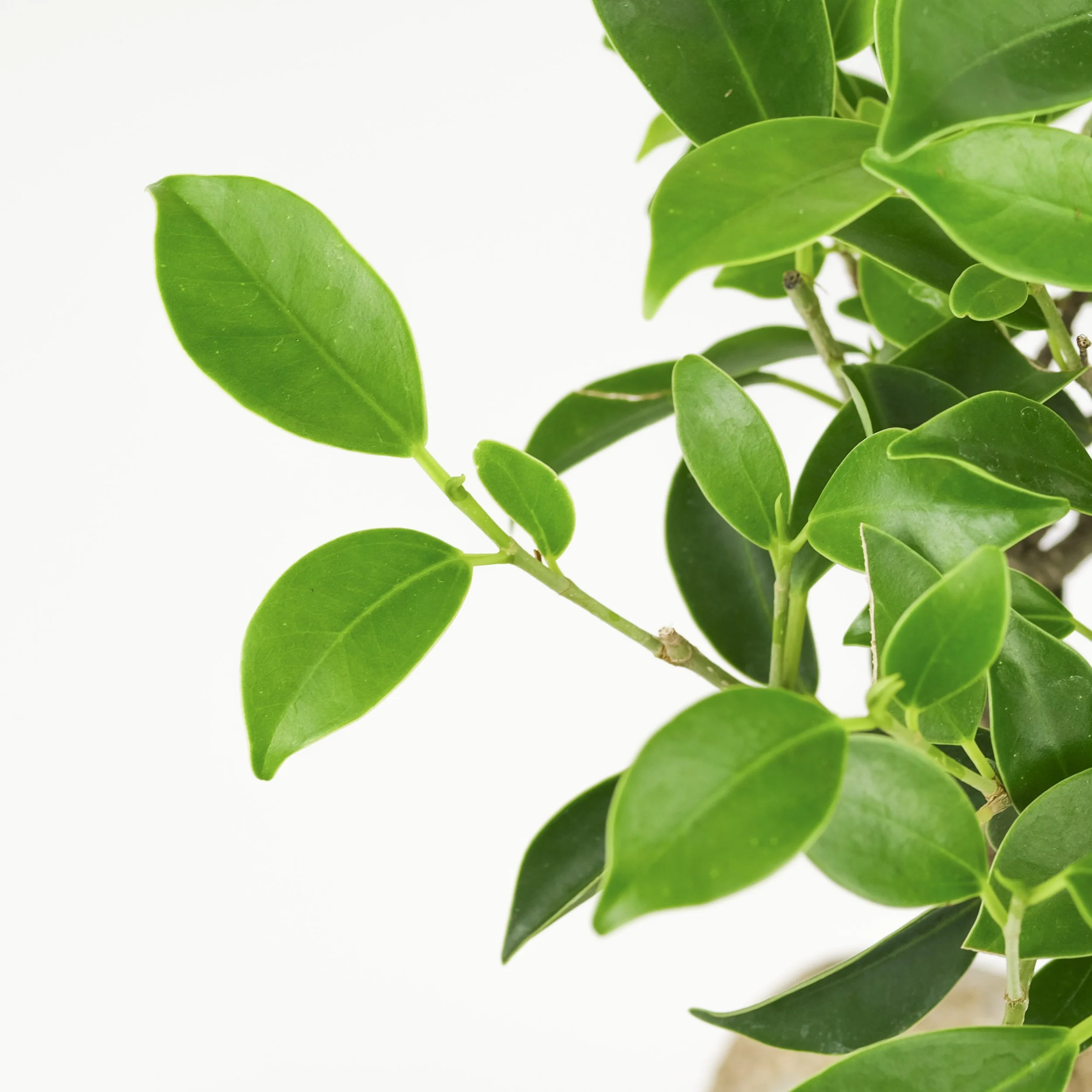 Kokedama1.jpg