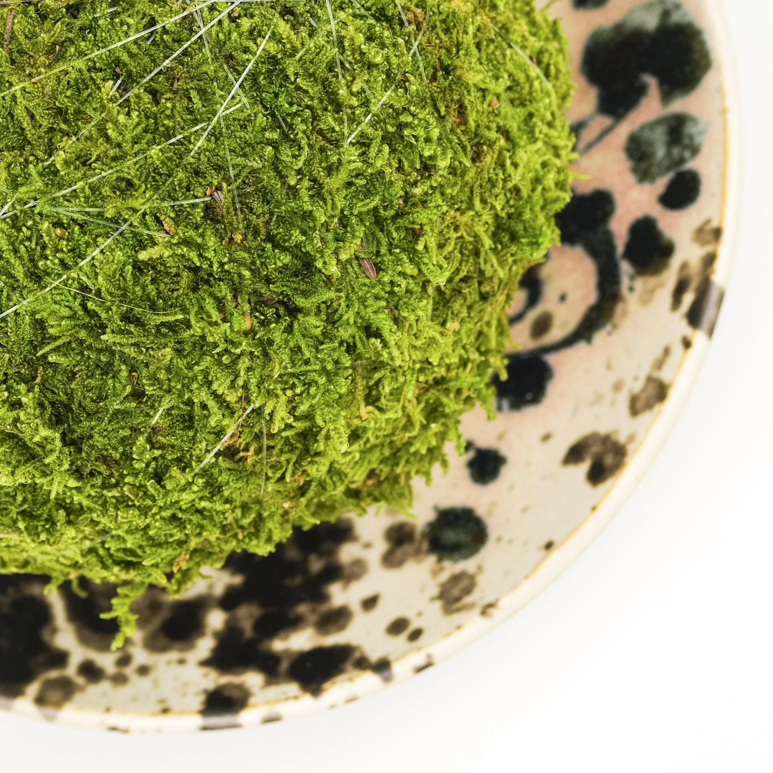 Kokedama-5.jpg